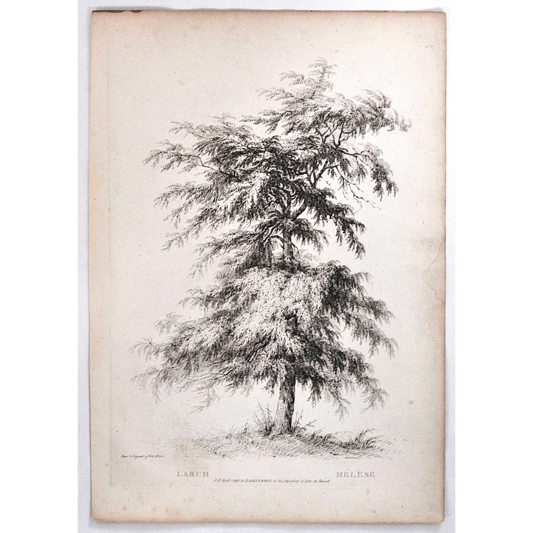 Larch, Mélèse, Larch Tree, Rudiments and Characters of Trees, Rudiments, Characters of Trees, Trees, Dendrology, Xylology, Plants, Tree, Black and White, Botany, Villiers, Huet Villiers, 1806, Ackermann, R. Ackermann, Ackermann's Repository of Arts, plant classifications, tree classifications, tree prints, Victoria Cooper Antique Prints, old prints, pretty prints, whimsical, art, decor, interior design, engraving, botanical prints, for sale, traditional, classic