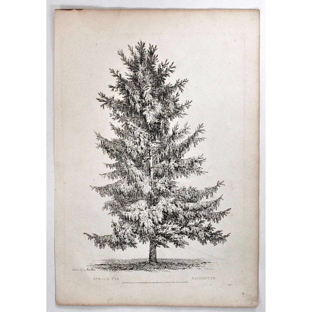 Spruce Fir, Sapinette, Spruce Tree, Spruce Fir Tree, Rudiments and Characters of Trees, Rudiments, Characters of Trees, Trees, Dendrology, Xylology, Plants, Tree, Black and White, Botany, Villiers, Huet Villiers, 1806, Ackermann, R. Ackermann, Ackermann's Repository of Arts, plant classifications, tree classifications, tree prints, botanical prints, black and white prints, antique prints, home decor, wall art, antique