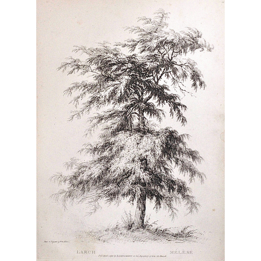 Larch, Mélèse, Larch Tree, Rudiments and Characters of Trees, Rudiments, Characters of Trees, Trees, Dendrology, Xylology, Plants, Tree, Black and White, Botany, Villiers, Huet Villiers, 1806, Ackermann, R. Ackermann, Ackermann's Repository of Arts, plant classifications, tree classifications, tree prints, Victoria Cooper Antique Prints, old prints, pretty prints, whimsical, art, decor, interior design, engraving, botanical prints, for sale, traditional, classic