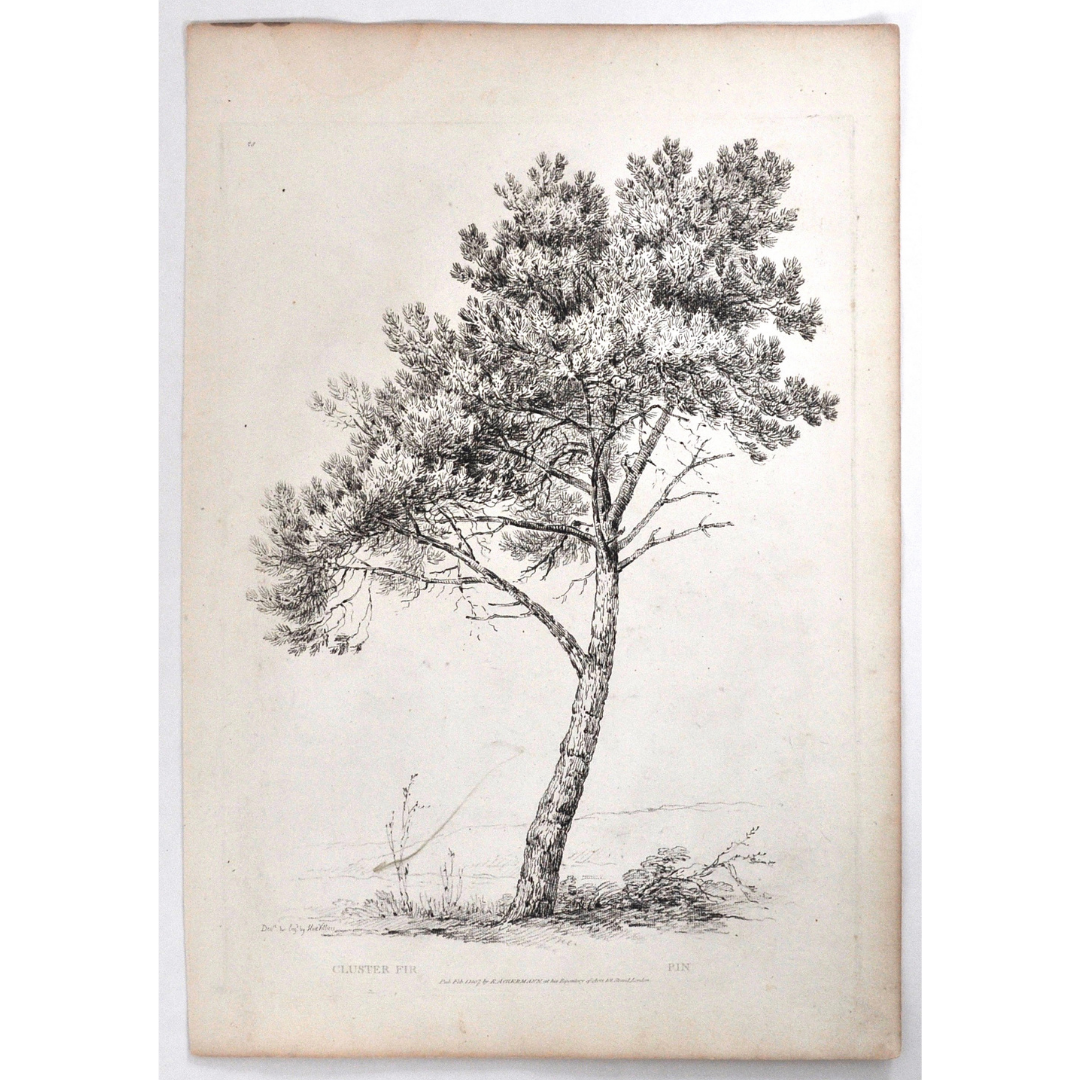 Cluster Fir, Pin, Fir, Fir Tree, Rudiments and Characters of Trees, Rudiments, Characters of Trees, Trees, Dendrology, Xylology, Plants, Tree, Black and White, Botany, Villiers, Huet Villiers, 1806, Ackermann, R. Ackermann, Ackermann's Repository of Arts, plant classifications, tree classifications, tree prints, botanical prints, old prints, home decor, interior decor, wall decor, wall art, artwork, for sale, design, illustration, engraving, Victoria Cooper Antique Prints, whimsical