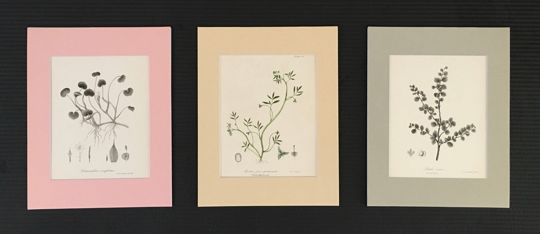 How botanical prints can brighten up any room or space in your home, office and more