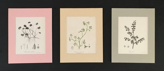 How botanical prints can brighten up any room or space in your home, office and more