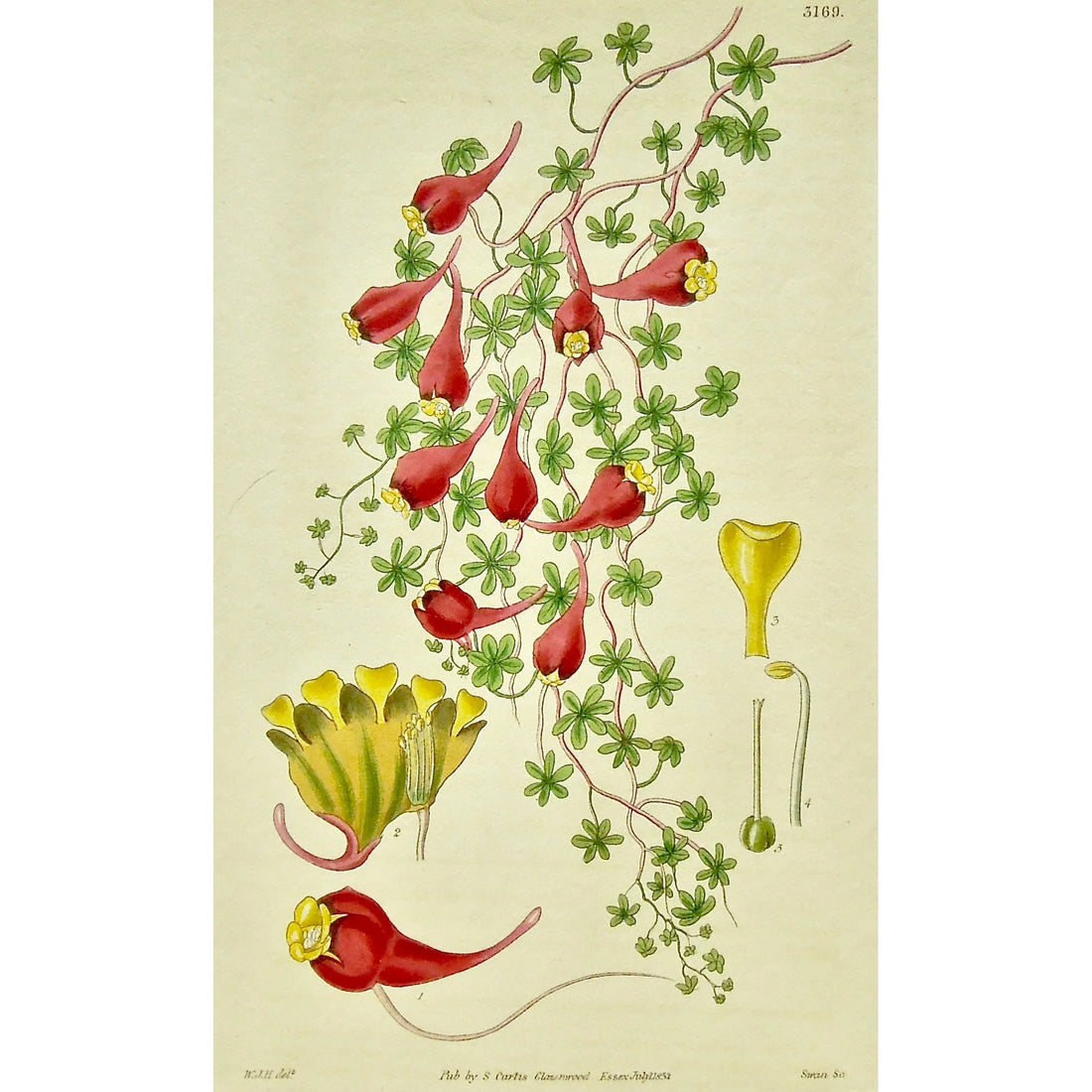 Original and colourful antique print of Three Coloured Indian Cress from Curtis’ Botanical Magazine for sale by Victoria Cooper Antique Prints