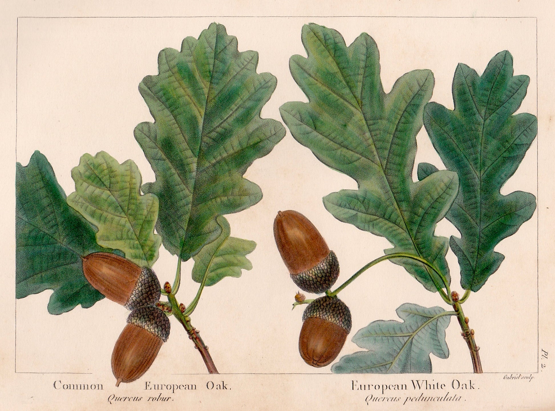 Close up of an original antique print of oak leaves and acorns on a beige background, specifically Common European Oak and European White Oak from The North American Sylva, by François Andrew Michaux, published by Robert P. Smith in Philadelphia in 1853