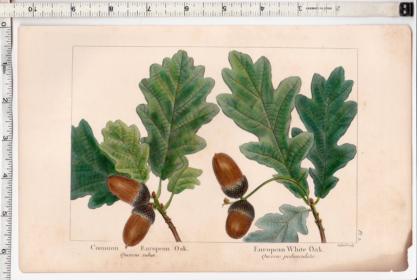 Full page of an original antique print of oak leaves and acorns on a beige background, specifically Common European Oak and European White Oak from The North American Sylva, by François Andrew Michaux, published by Robert P. Smith in Philadelphia in 1853 showing the sides and the measurements