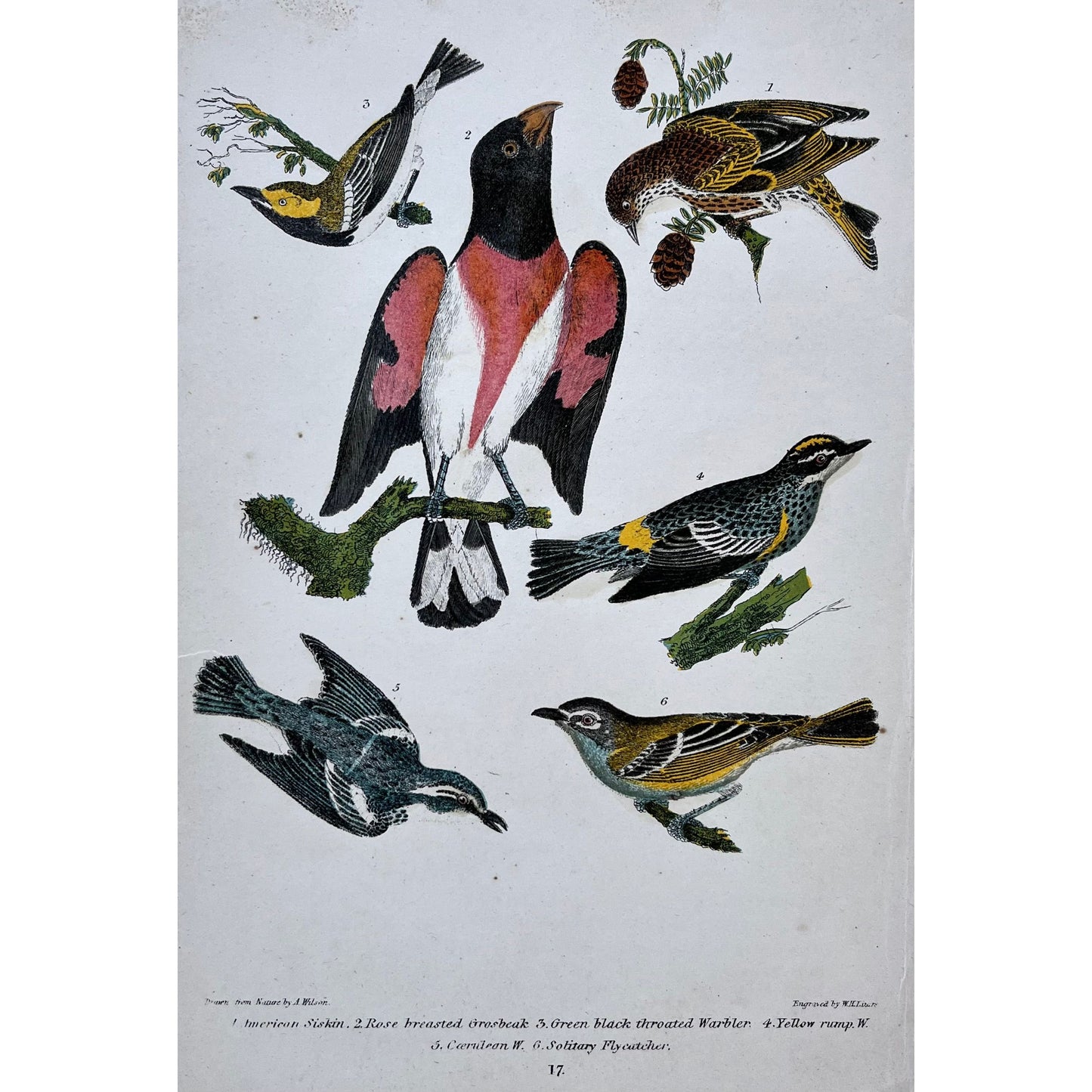 Original color antique bird print by Alexander Wilson from American Ornithology from 1836, 1. American Siskin. 2. Rose breasted Grosbeak. 3. Green black throated Warbler. 4. Yellow rump W. 5. Cerulean W. 6. Solitary Flycatcher. for sale by Victoria Cooper Antique Prints