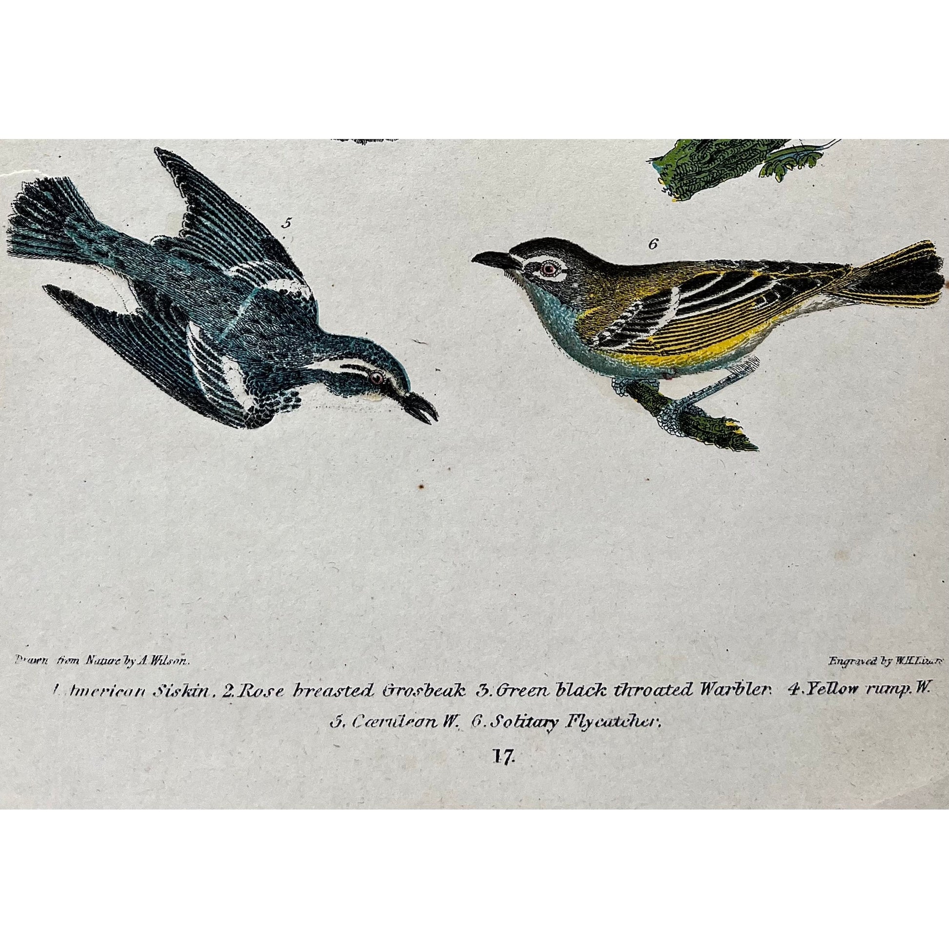 Original color antique bird print by Alexander Wilson from American Ornithology from 1836, 1. American Siskin. 2. Rose breasted Grosbeak. 3. Green black throated Warbler. 4. Yellow rump W. 5. Cerulean W. 6. Solitary Flycatcher. for sale by Victoria Cooper Antique Prints