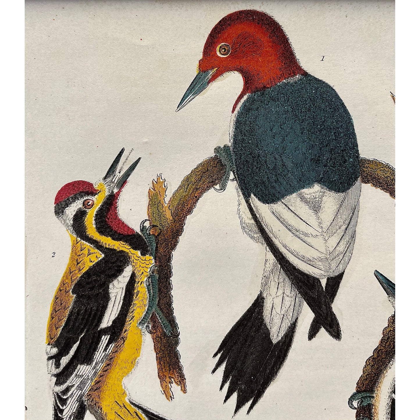 Original matted colored antique bird print by Alexander Wilson for American Ornithology 1836, 1. Red headed Woodpecker. 2. Yellow bellied W. 3 Hairy W. 4. Downy W. for sale by Victoria Cooper Antique Prints