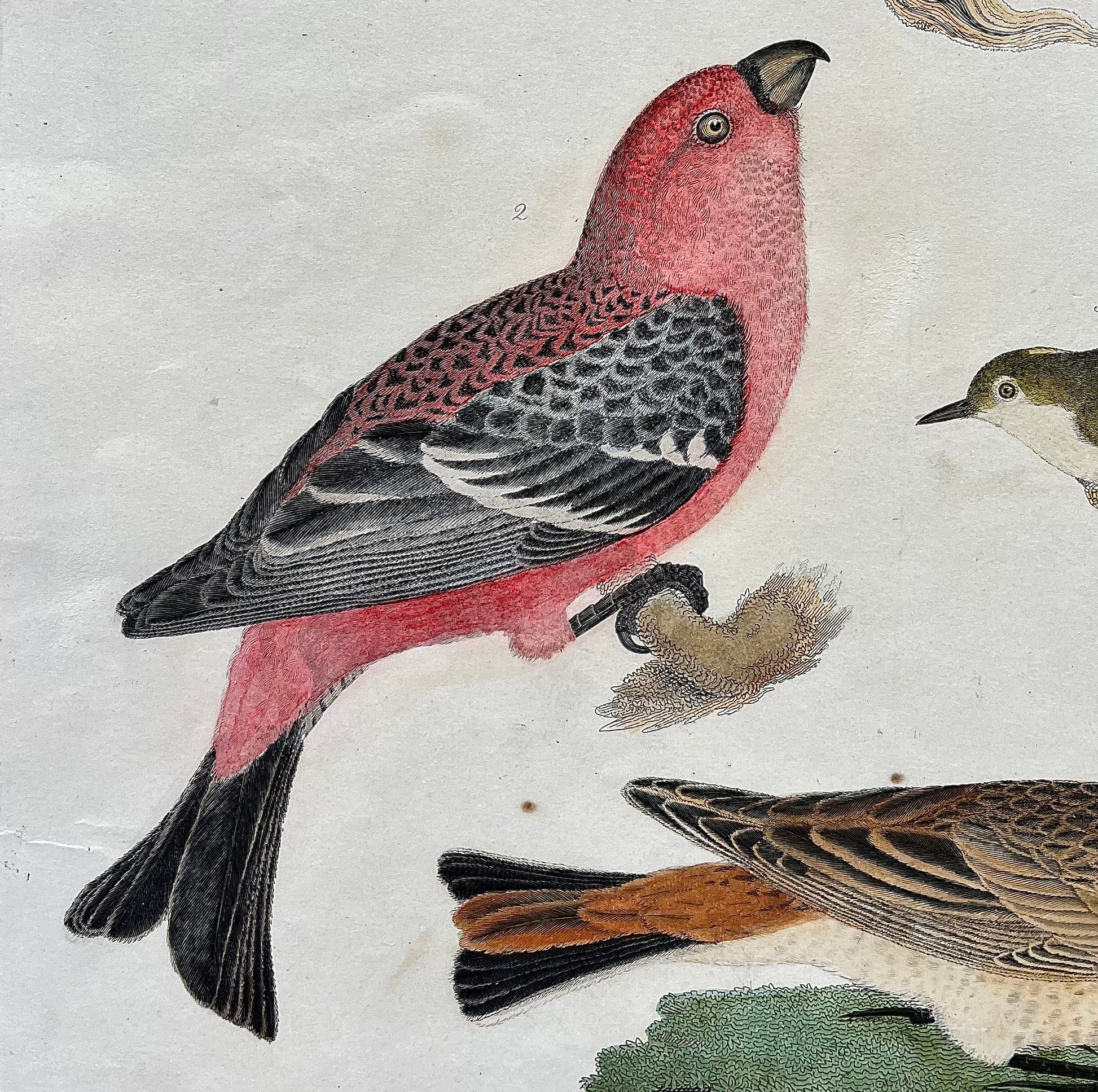 Original antique bird print in color by Alexander Wilson of American Ornithology from 1808, New York of 1. Great American Shrike, or Butcher Bird. 2. Pine Grosbeak. 3. Ruby-crowned Wren. 4. Shore Lark. for sale by Victoria Cooper Antique Prints