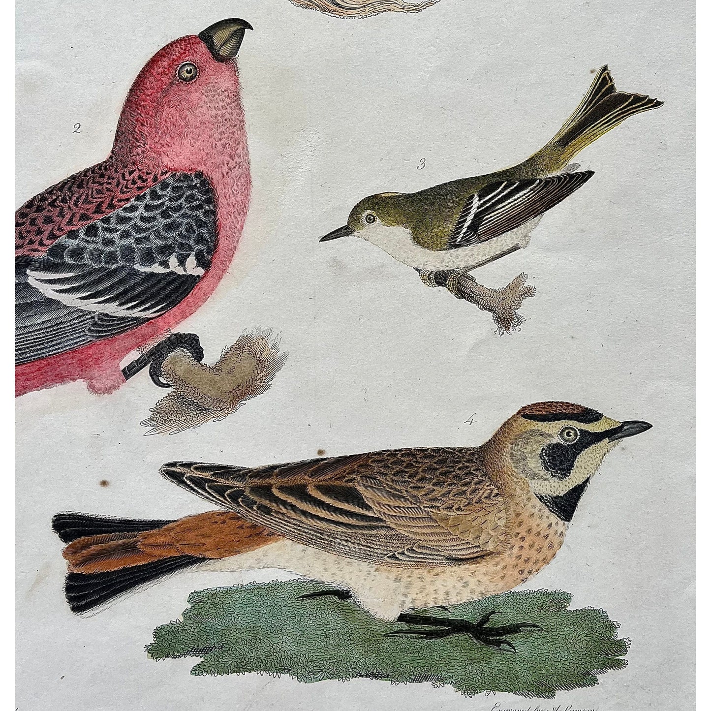 Original antique bird print in color by Alexander Wilson of American Ornithology from 1808, New York of 1. Great American Shrike, or Butcher Bird. 2. Pine Grosbeak. 3. Ruby-crowned Wren. 4. Shore Lark. for sale by Victoria Cooper Antique Prints