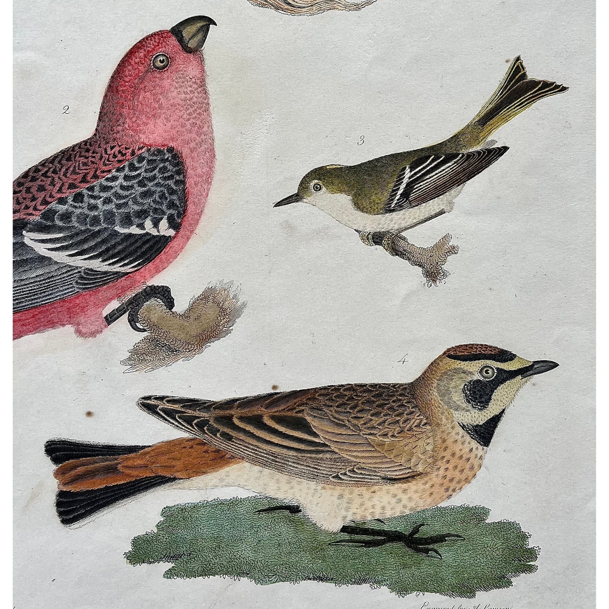 Original antique bird print in color by Alexander Wilson of American Ornithology from 1808, New York of 1. Great American Shrike, or Butcher Bird. 2. Pine Grosbeak. 3. Ruby-crowned Wren. 4. Shore Lark. for sale by Victoria Cooper Antique Prints