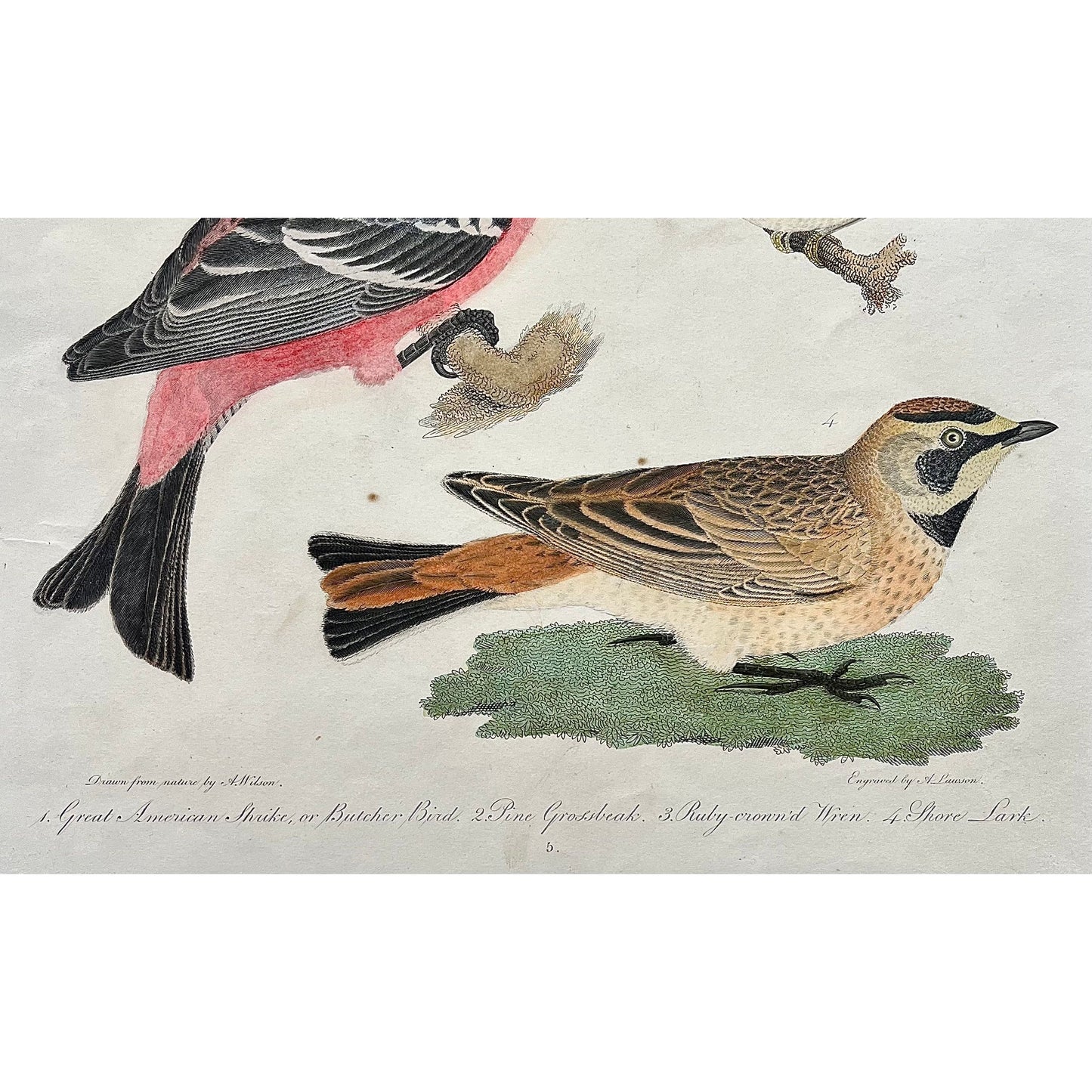 Original antique bird print in color by Alexander Wilson of American Ornithology from 1808, New York of 1. Great American Shrike, or Butcher Bird. 2. Pine Grosbeak. 3. Ruby-crowned Wren. 4. Shore Lark. for sale by Victoria Cooper Antique Prints