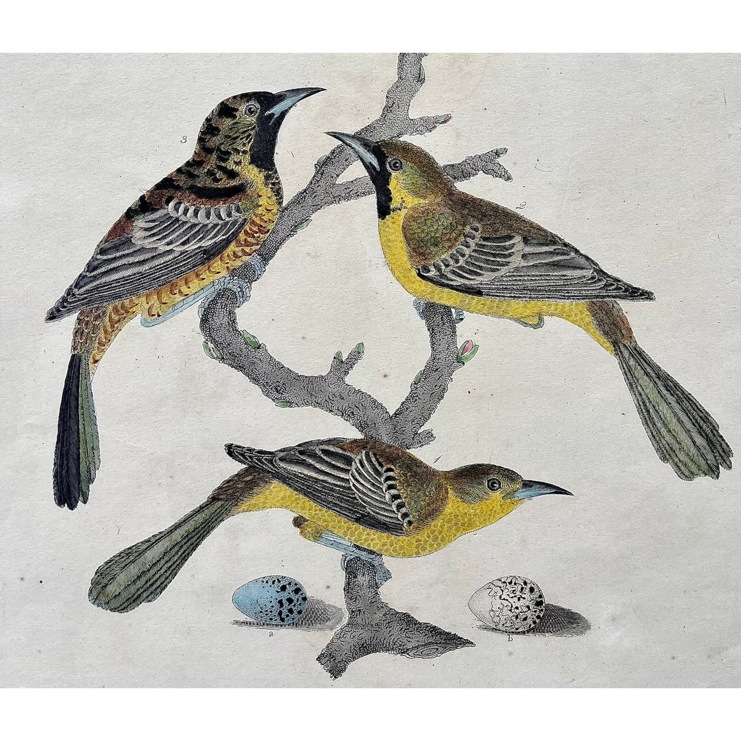 Original antique print in color by Alexander Wilson from American Ornithology from 1808, New York, 1. Oriolus Spurius, Orchard Oriole. 1. Female. 2. and 3. Males of the second and third years. 4. Male in complete plumage. a. Egg of the Orchard Oriole. b. Egg of the Baltimore Oriole. for sale by Victoria Cooper Antique Prints