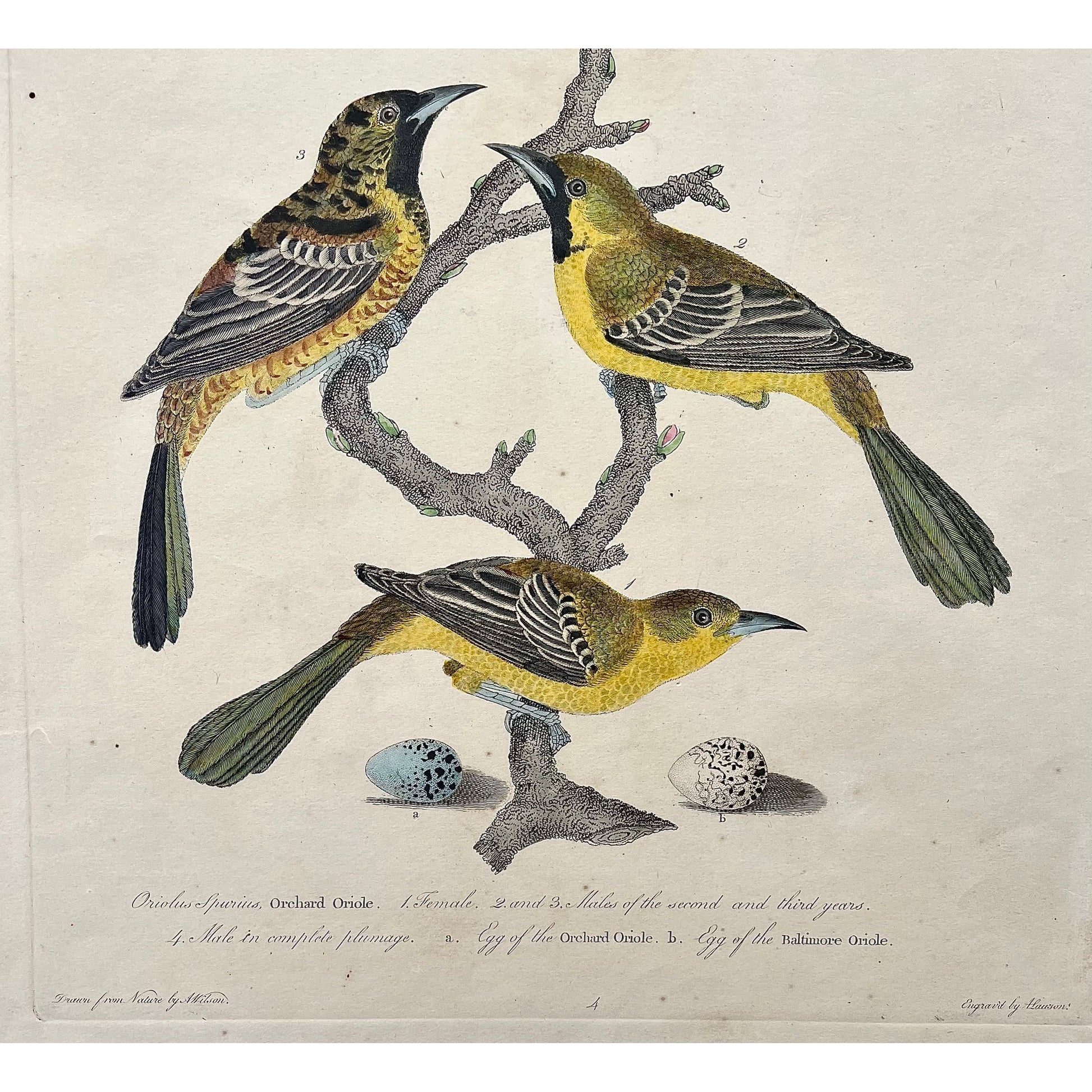 Original antique print in color by Alexander Wilson from American Ornithology from 1808, New York, 1. Oriolus Spurius, Orchard Oriole. 1. Female. 2. and 3. Males of the second and third years. 4. Male in complete plumage. a. Egg of the Orchard Oriole. b. Egg of the Baltimore Oriole. for sale by Victoria Cooper Antique Prints