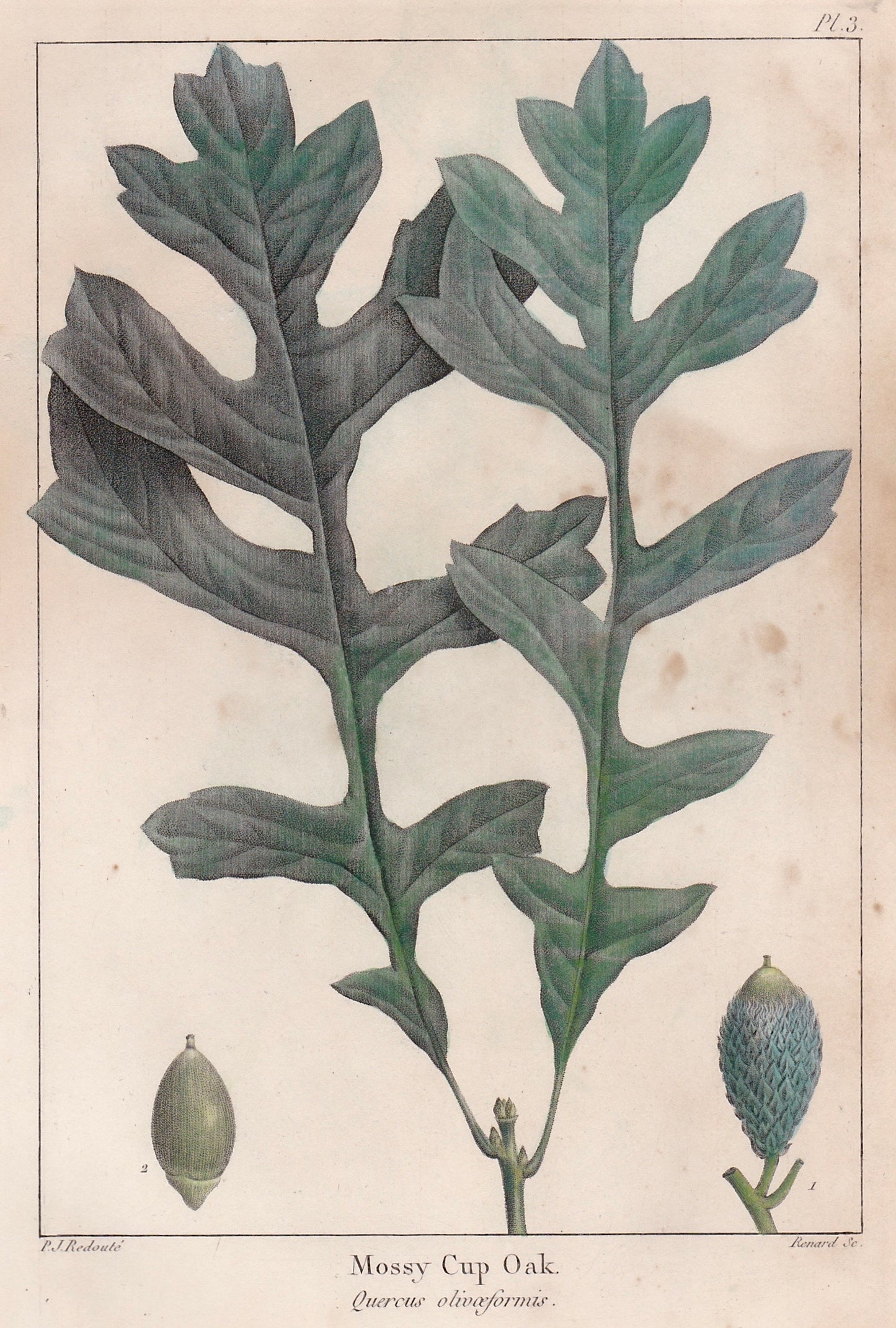 Cropped image of an Original Botanical illustration of a mossy cup oak with leaves and acorns on a beige background, taken from The North American Sylva by François-André Michaux, Philadelphia, 1853, Illustrated by P. J. Redouté and engraved by Renard