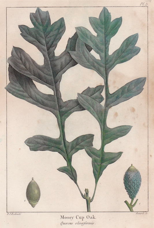 Cropped image of an Original Botanical illustration of a mossy cup oak with leaves and acorns on a beige background, taken from The North American Sylva by François-André Michaux, Philadelphia, 1853, Illustrated by P. J. Redouté and engraved by Renard