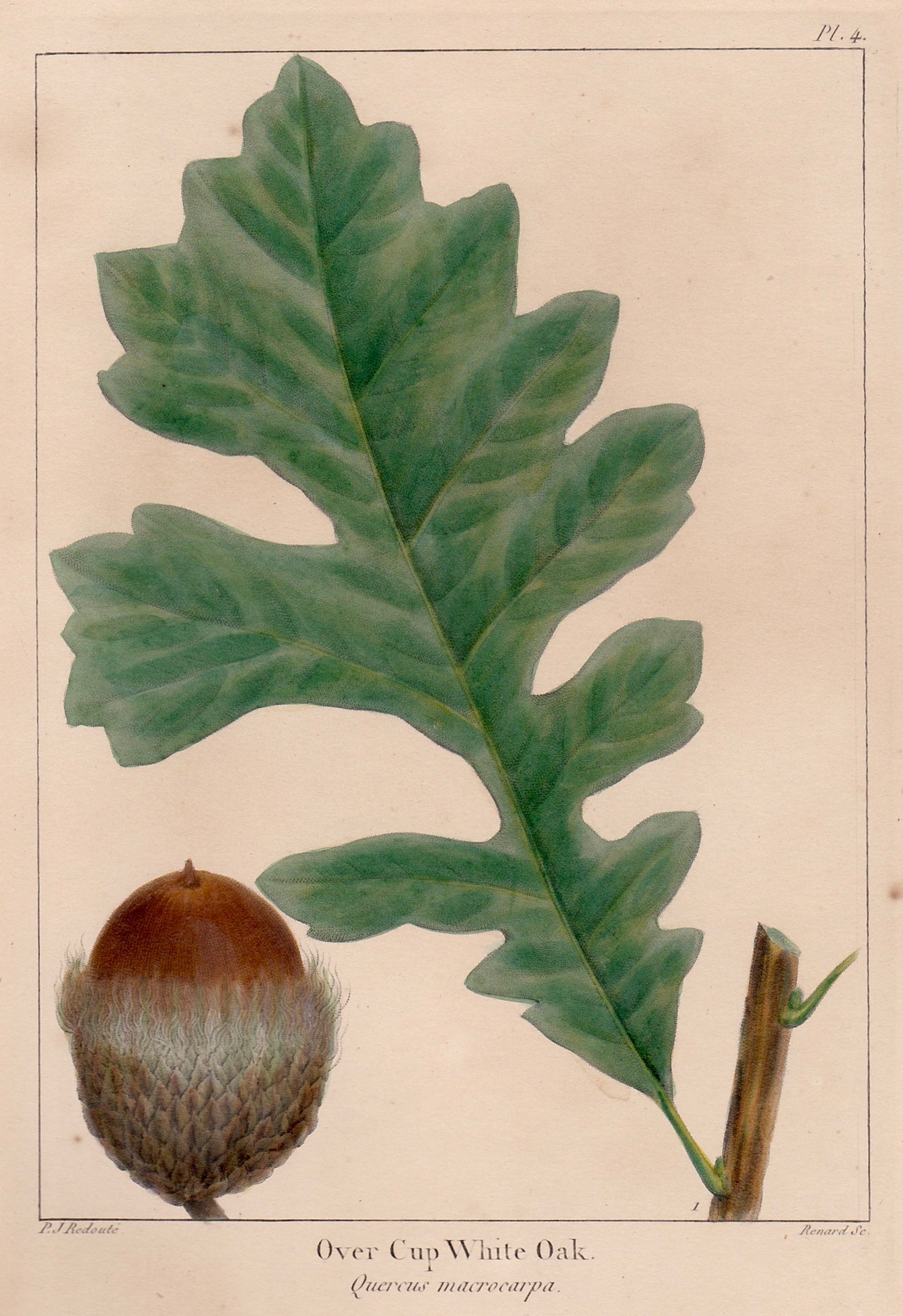 Cropped version of an original antique botanical print llustration of an Over Cup white oak leaf and acorn on a beige background, which was taken from The North American Sylva by François-André Michaux, Philadelphia, 1853