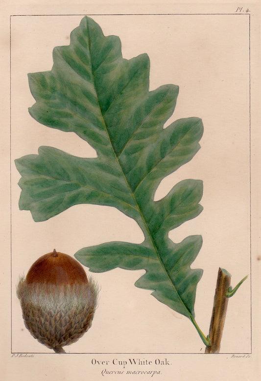 Cropped version of an original antique botanical print llustration of an Over Cup white oak leaf and acorn on a beige background, which was taken from The North American Sylva by François-André Michaux, Philadelphia, 1853