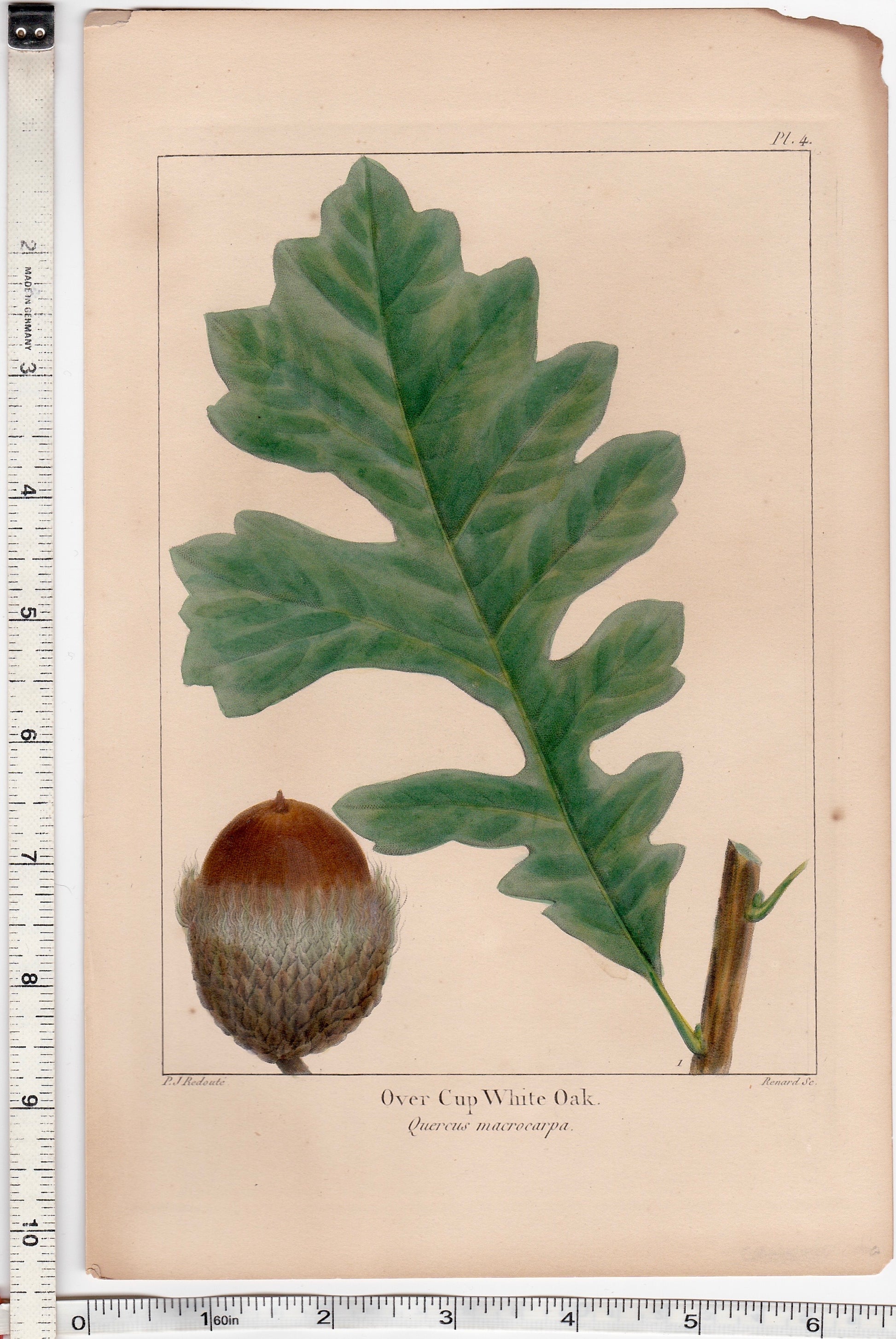 Full version of an original antique botanical print illustration of an Over Cup white oak leaf and acorn on a beige background, with rulers on the sides to show the size of the print, which was taken from The North American Sylva by François-André Michaux, Philadelphia, 1853