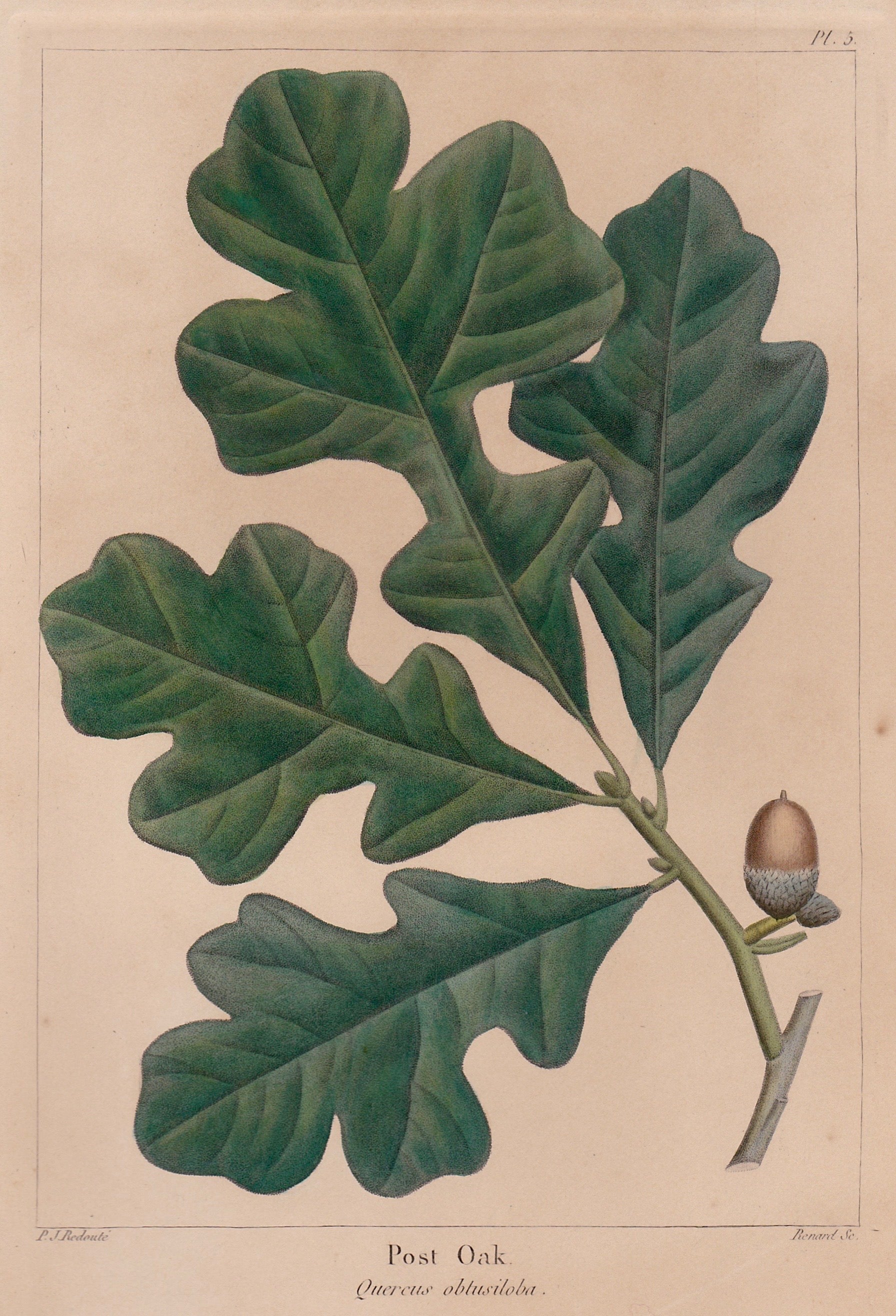 Cropped version of an original antique botanical Illustration of oak leaves and acorn on a beige background taken from The North American Sylva by François-André Michaux from 1853 in Philadelphia, drawn by P. J. Redouté and engraved by Renard