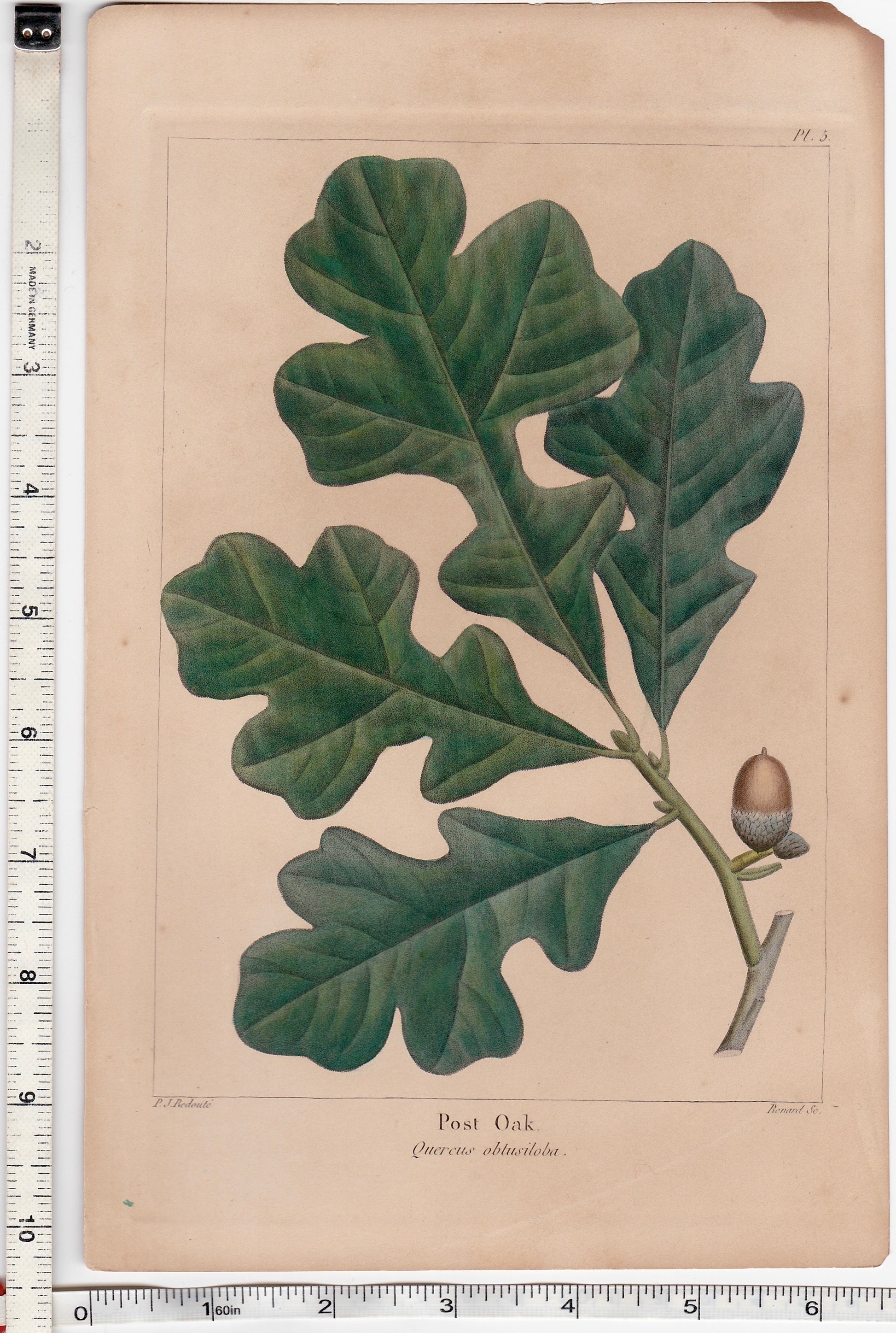 Full version of an original antique botanical Illustration of oak leaves and acorn on a beige background taken from The North American Sylva by François-André Michaux from 1853 in Philadelphia, drawn by P. J. Redouté and engraved by Renard, showing tape measures to indicate the dimensions