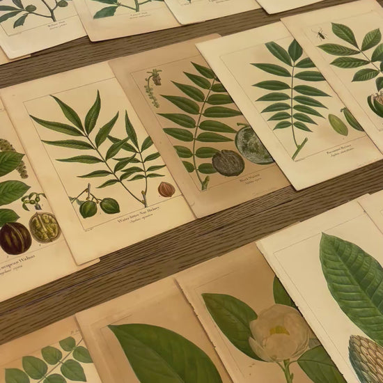 Short video of our collection of original antique prints of leaves and plants from The North American Sylva, by François Andrew Michaux, published by Robert P. Smith in Philadelphia in 1853