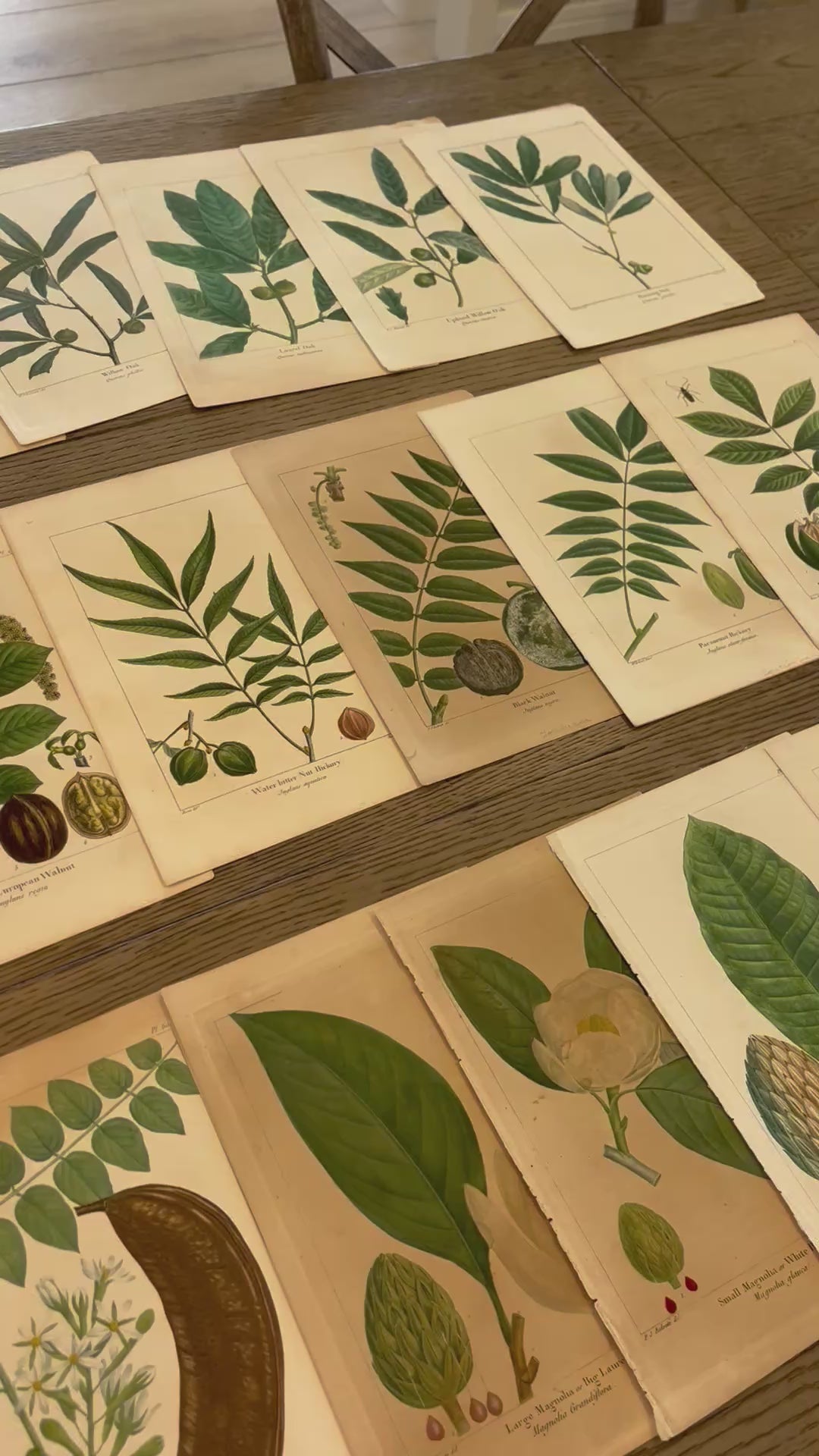 Short video of our collection of original antique prints of leaves and plants from The North American Sylva, by François Andrew Michaux, published by Robert P. Smith in Philadelphia in 1853