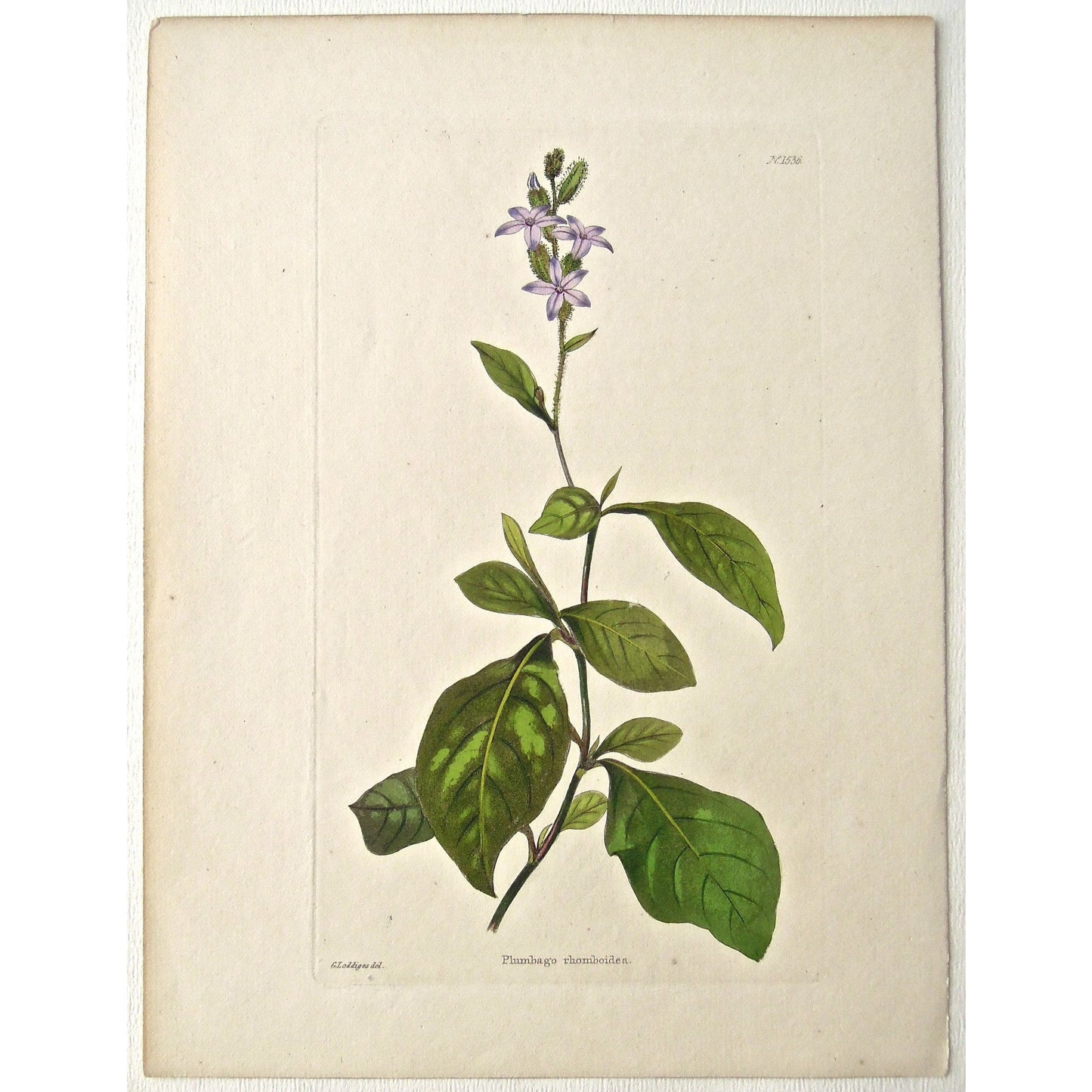 Plumbago rhomboidea.  (B6-597)