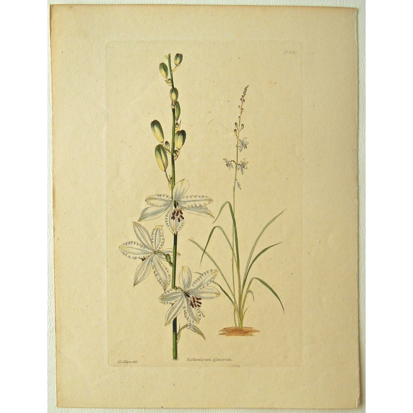 Anthericum glaucum.  (B6-606)