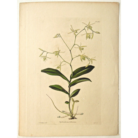 Epidendrum diffusum.  (B6-607)