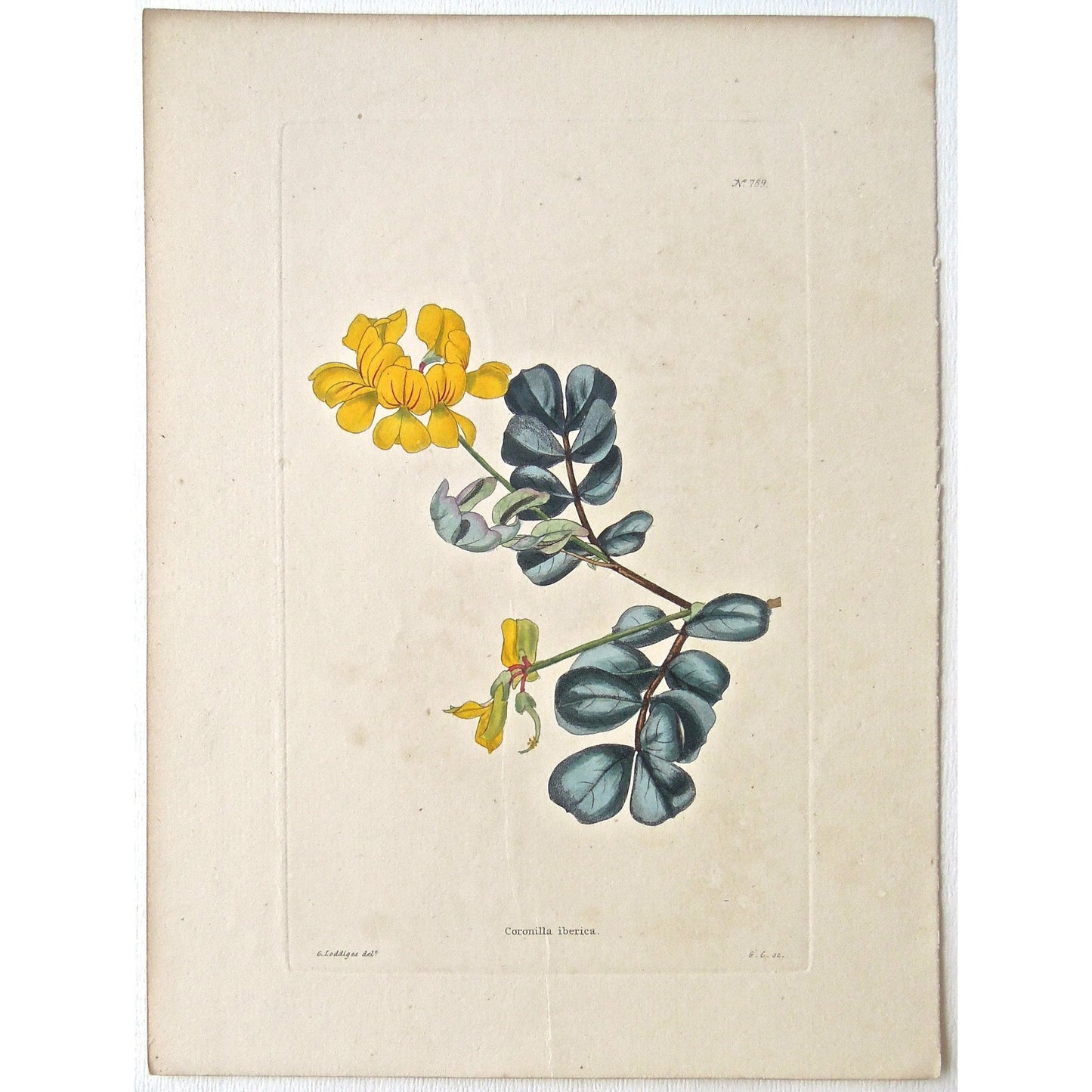 Coronilla iberica.  (B6-624)