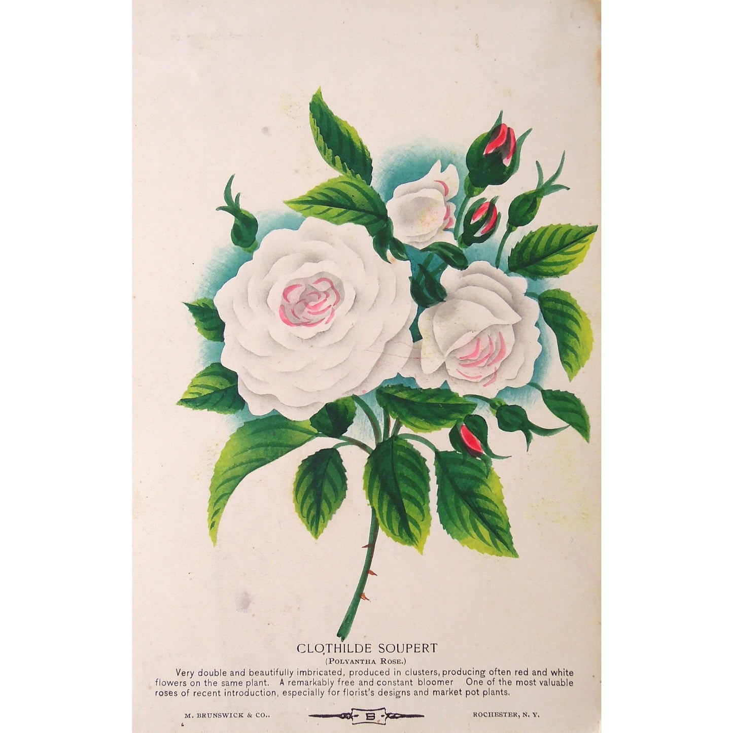 Rose, Roses, Clothilde, Soupert, Polyantha, Flower, Flowers, Botanical, Botanicals, Botany, Garden, Flores, Fleur, Fleurs, bright, colourful, Antique Print, M. Brunswick & Co., Nurserymen's Sample Book, Rare, Print, Botanical Prints