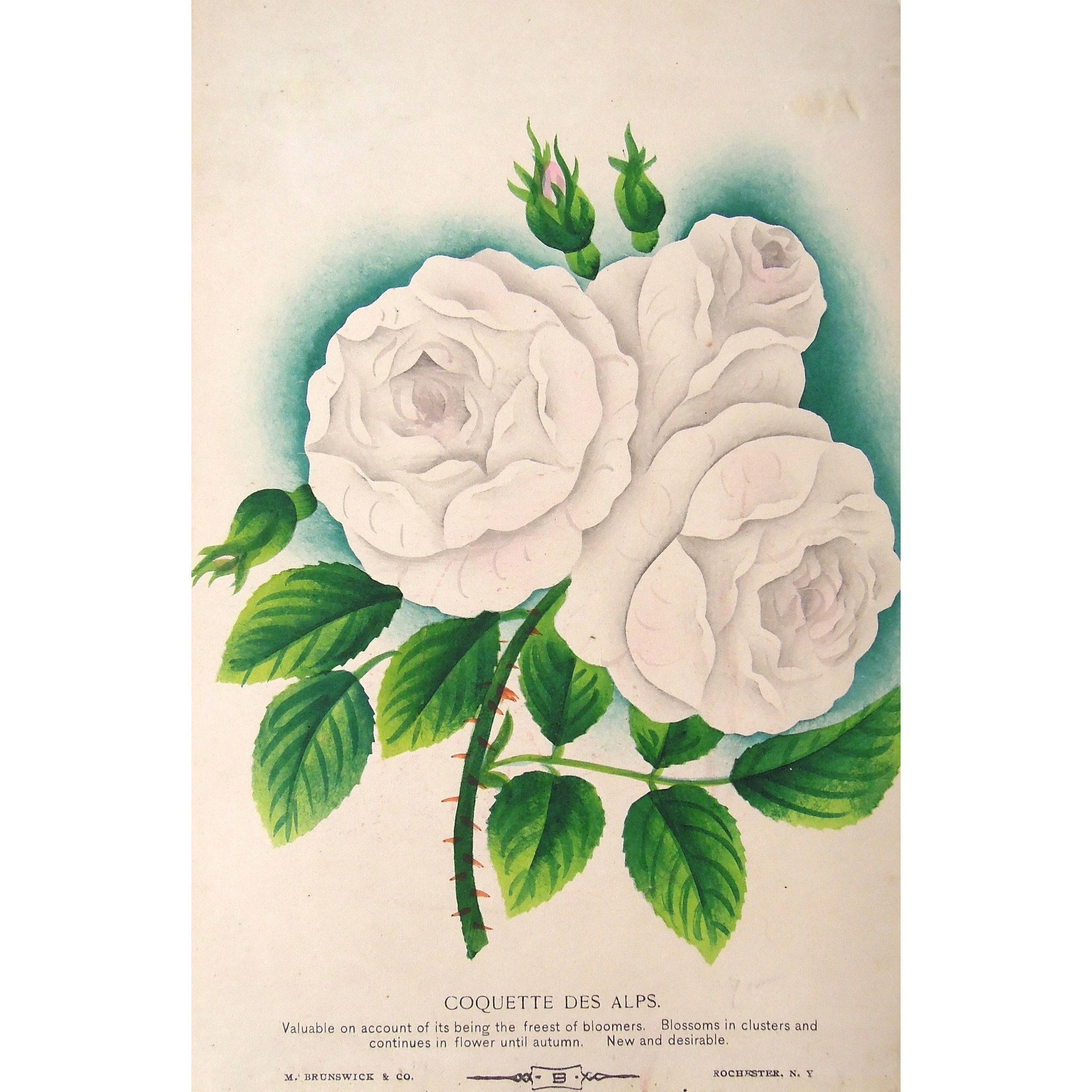 Rose, Roses, Flower, Flowers, Botanical, Botanicals, Botany, Garden, Flores, Fleur, Fleurs, Coquette des Alps, Coquette, Alps, bright, colourful, Antique Print, Botanical Prints, M. Brunswick & Co., Rochester N.Y., Nurserymen's Sample Book,