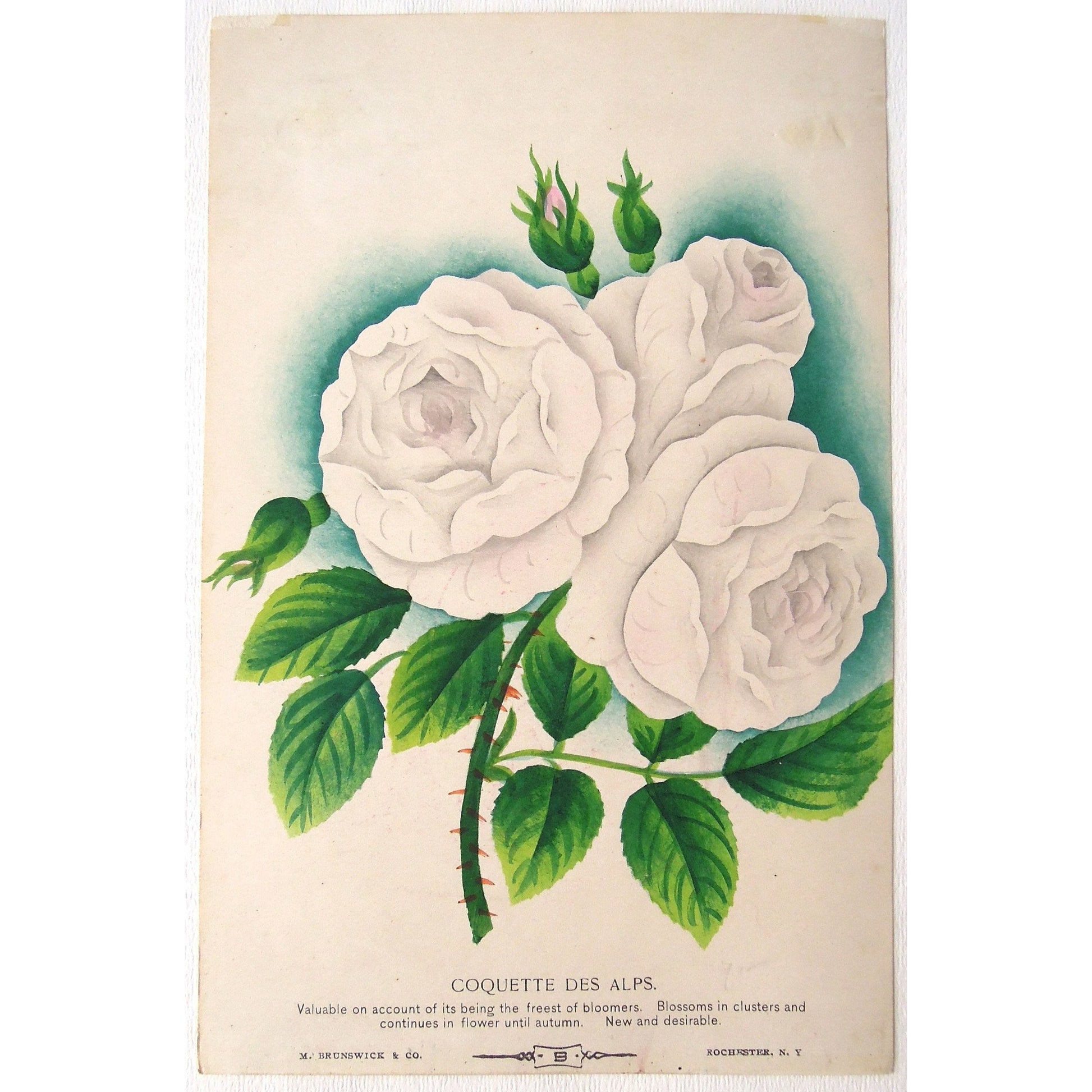 Rose, Roses, Flower, Flowers, Botanical, Botanicals, Botany, Garden, Flores, Fleur, Fleurs, Coquette des Alps, Coquette, Alps, bright, colourful, Antique Print, Botanical Prints, M. Brunswick & Co., Rochester N.Y., Nurserymen's Sample Book,