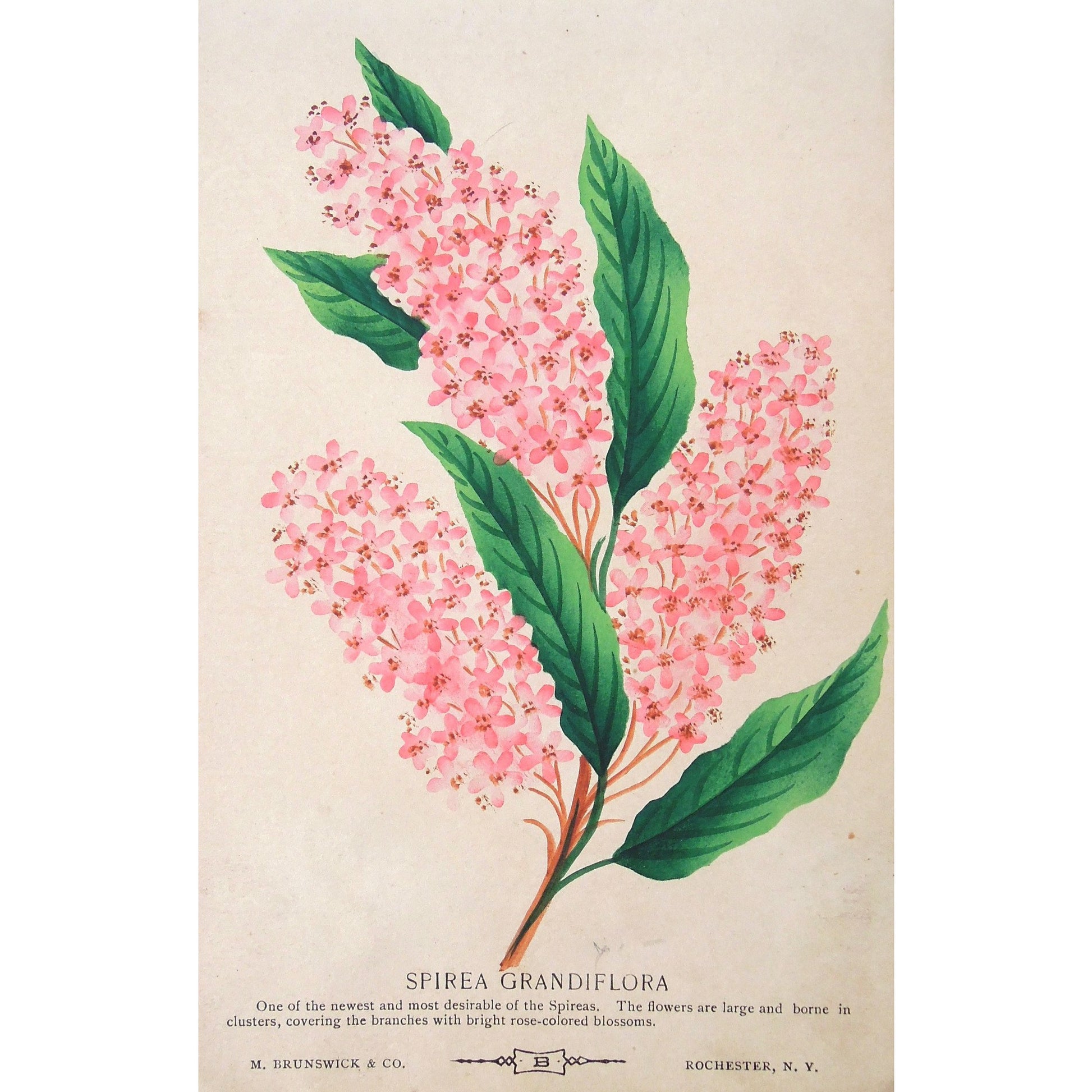 Rose, Roses, Flower, Flowers, Botanical, Botanicals, Botany, Garden, Flores, Fleur, Fleurs, Spirea Grandiflora, Spirea, Grandiflora, bright, colourful, Antique Prints, Botanical Prints, Nurserymen's Sample Book, Rochester N.Y., M. Brunswick & Co.