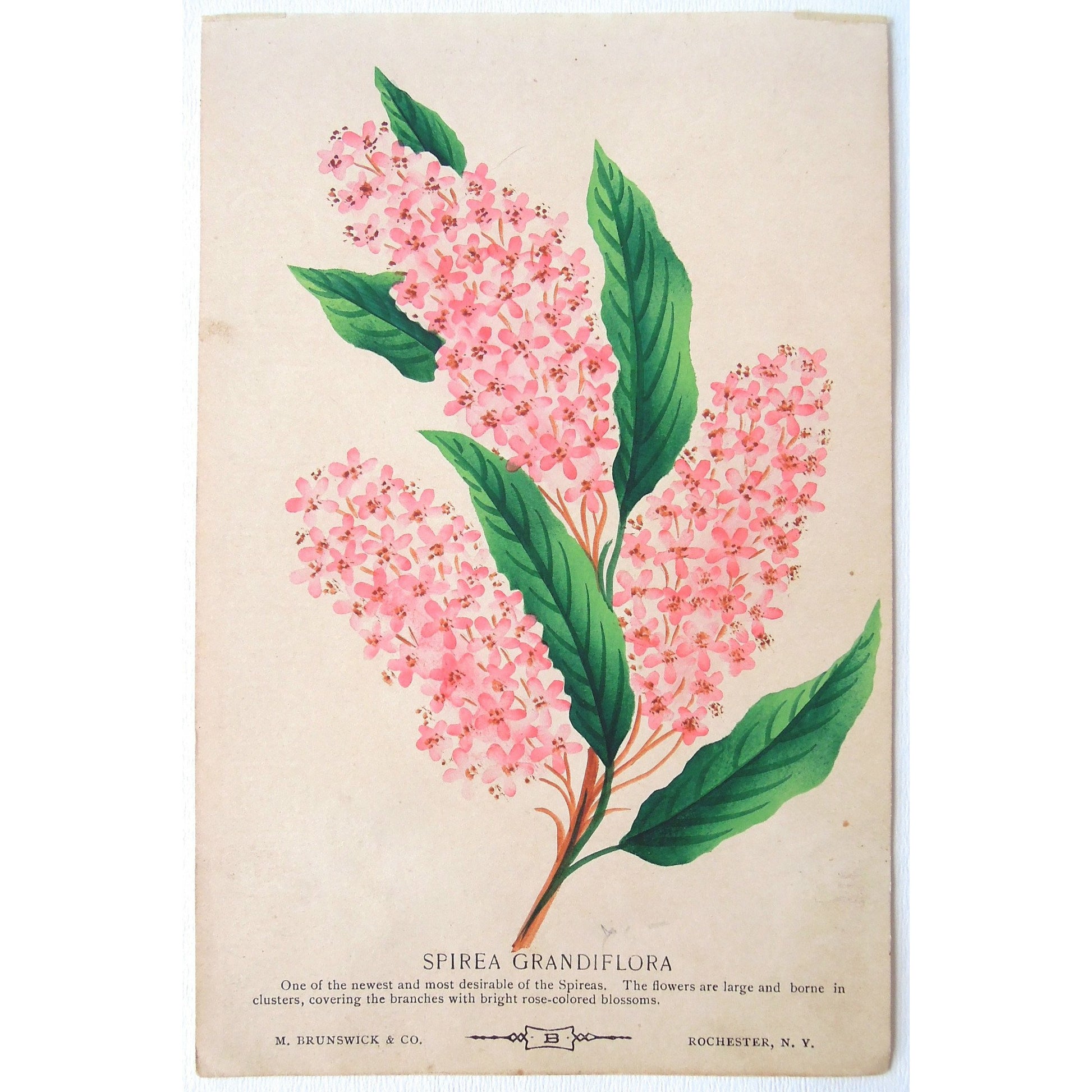 Rose, Roses, Flower, Flowers, Botanical, Botanicals, Botany, Garden, Flores, Fleur, Fleurs, Spirea Grandiflora, Spirea, Grandiflora, bright, colourful, Antique Prints, Botanical Prints, Nurserymen's Sample Book, Rochester N.Y., M. Brunswick & Co.