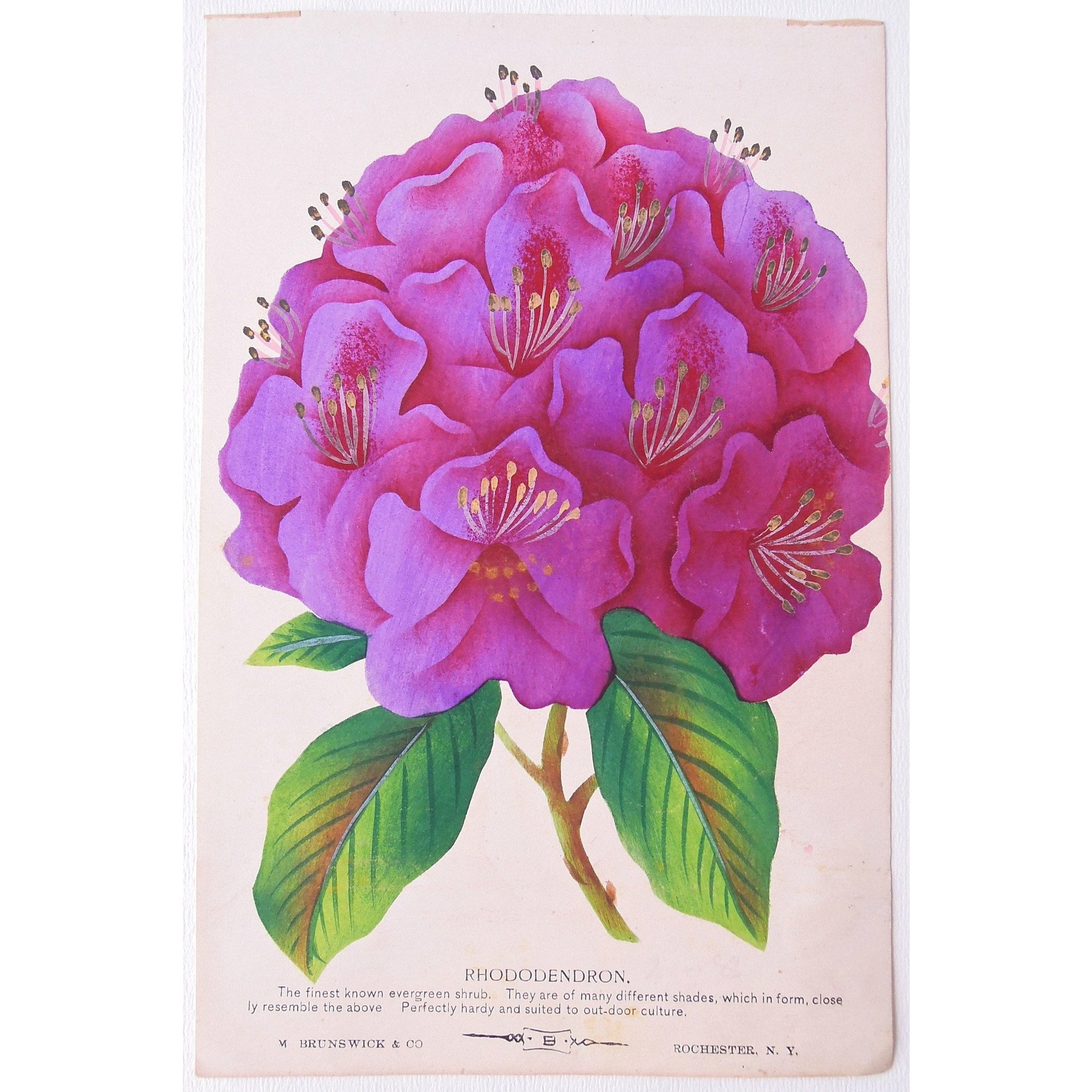 Rose, Roses, Flower, Flowers, Botanical, Botanicals, Botany, Garden, Flores, Fleur, Fleurs, Rhododendron, bright, colourful, M. Brunswick & Co., Rochester N.Y., Antique Prints, Botanical Prints, Nurserymen's Sample Book,