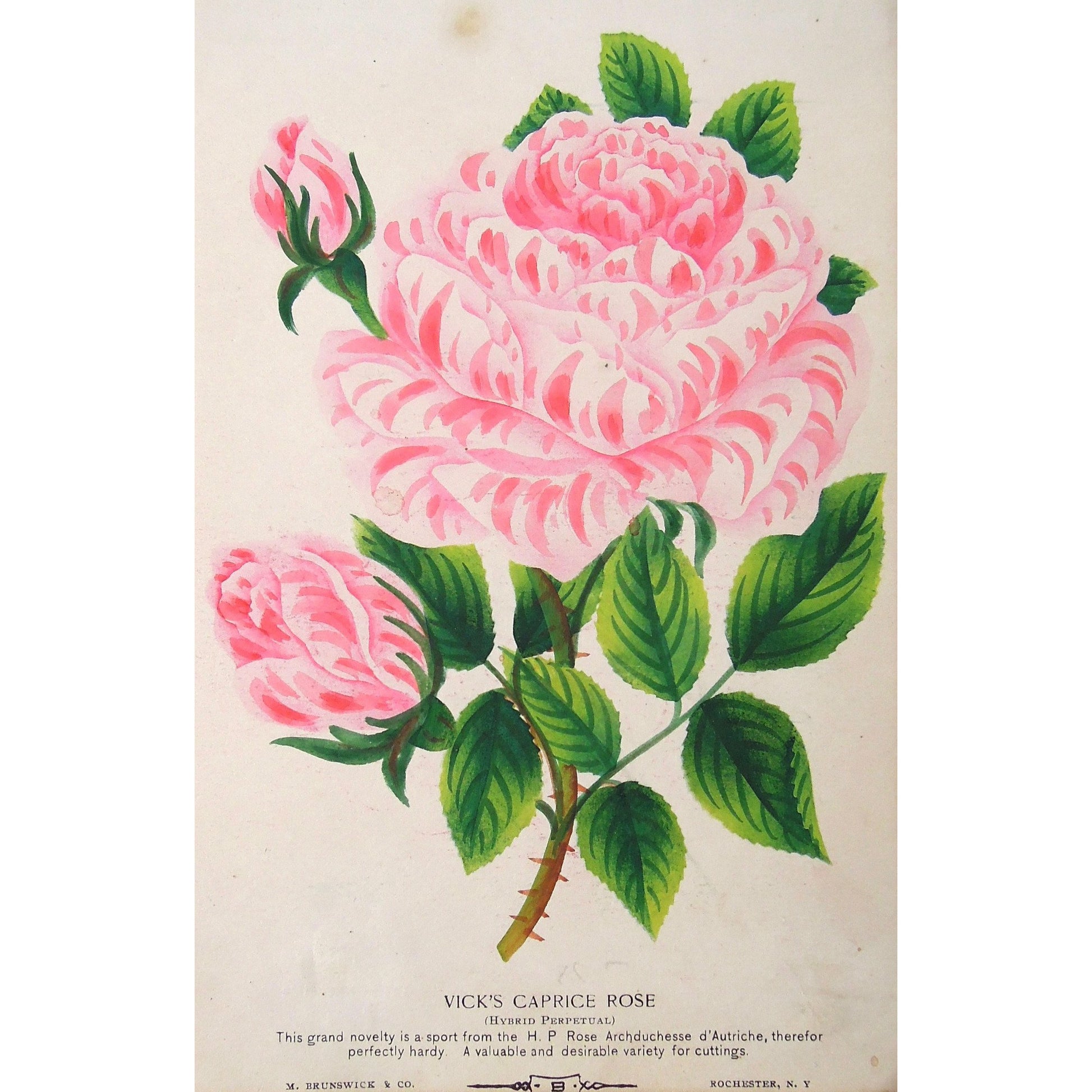 Rose, Roses, Flower, Flowers, Botanical, Botanicals, Botany, Garden, Flores, Fleur, Fleurs, Vick's Caprice Rose, Vick's Caprice, Caprice, bright, colourful, M. Brunswick & Co., Rochester NY, Nurserymen's Sample Book, Antique Prints, Botanical Prints,