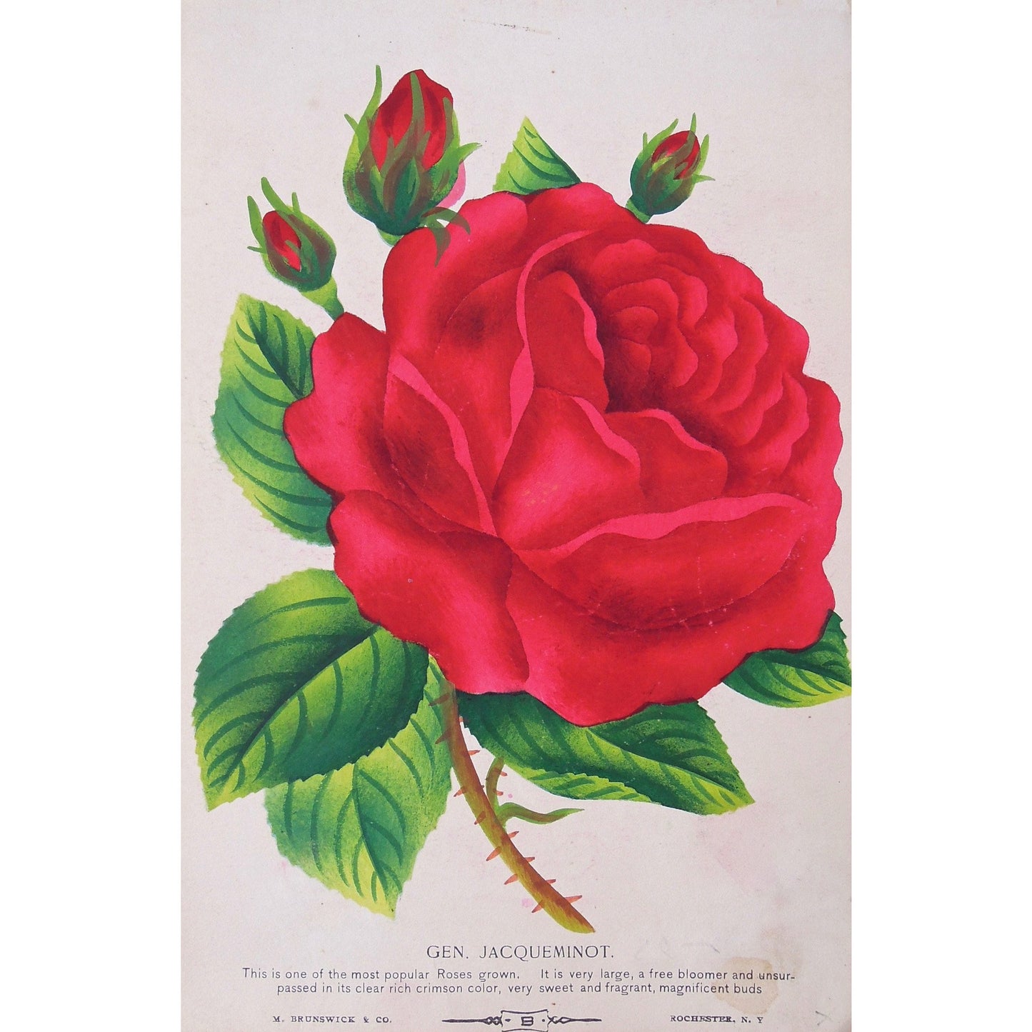 Rose, Roses, Flower, Flowers, Botanical, Botanicals, Botany, Garden, Flores, Fleur, Fleurs, Gen. Jacqueminot, Jacqueminot, bright, colourful, M. Brunswick & Co., Antique Prints, Botanical Prints, Rochester NY, Nurserymen's Sample Book,