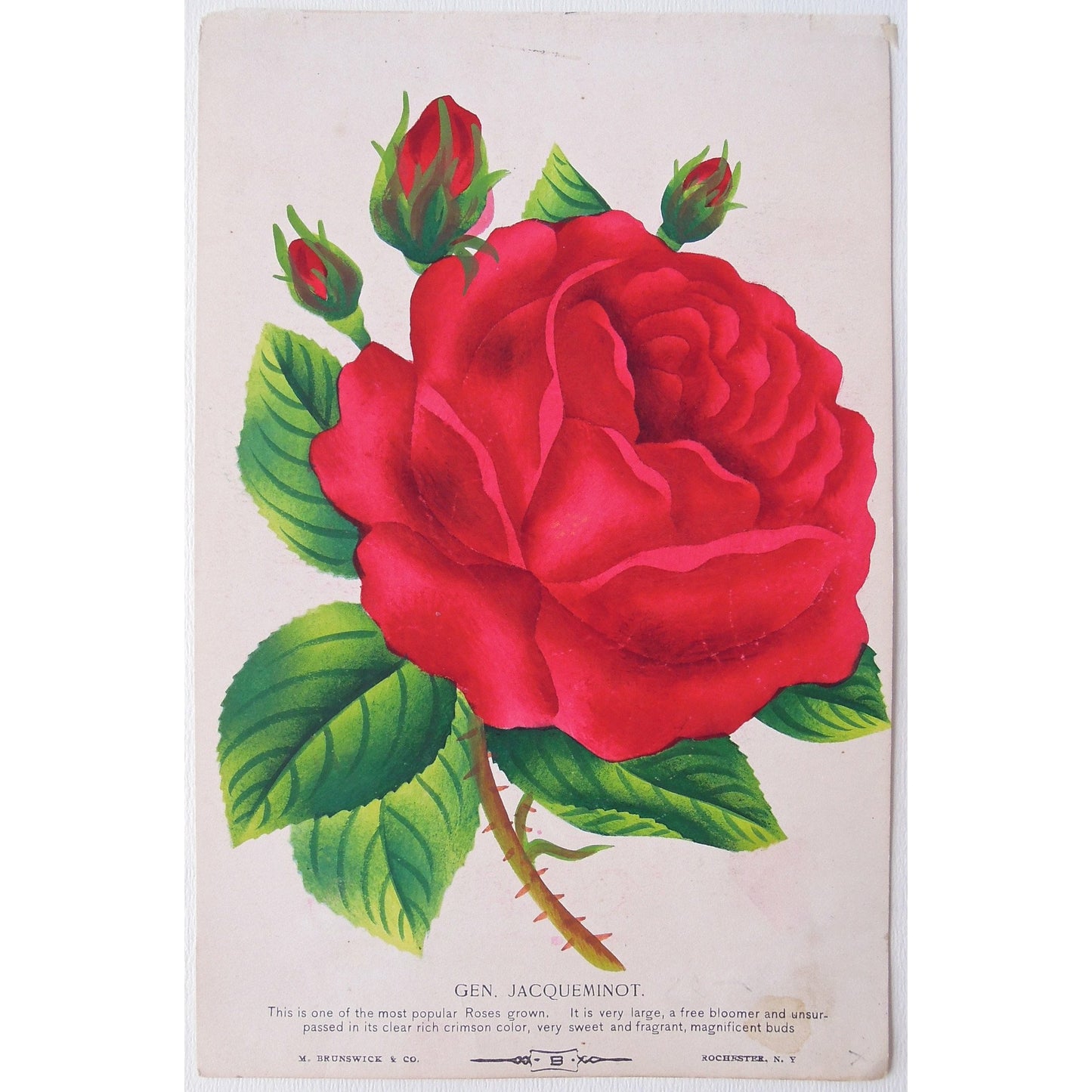 Rose, Roses, Flower, Flowers, Botanical, Botanicals, Botany, Garden, Flores, Fleur, Fleurs, Gen. Jacqueminot, Jacqueminot, bright, colourful, M. Brunswick & Co., Antique Prints, Botanical Prints, Rochester NY, Nurserymen's Sample Book,