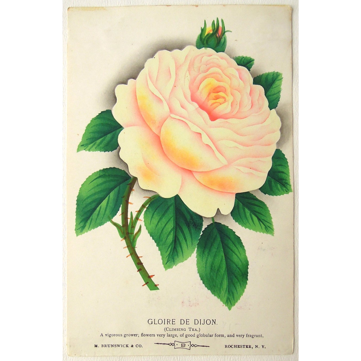 Rose, Roses, Flower, Flowers, Botanical, Botanicals, Botany, Garden, Flores, Fleur, Fleurs, Gloire de Dijon, Gloire, Dijon, Climbing Tea, Climbing, Tea, bright, colourful, Botanical Prints, Antique Prints, M. Brunswick & Co., Rochester N.Y., Nurserymen's Sample Book,