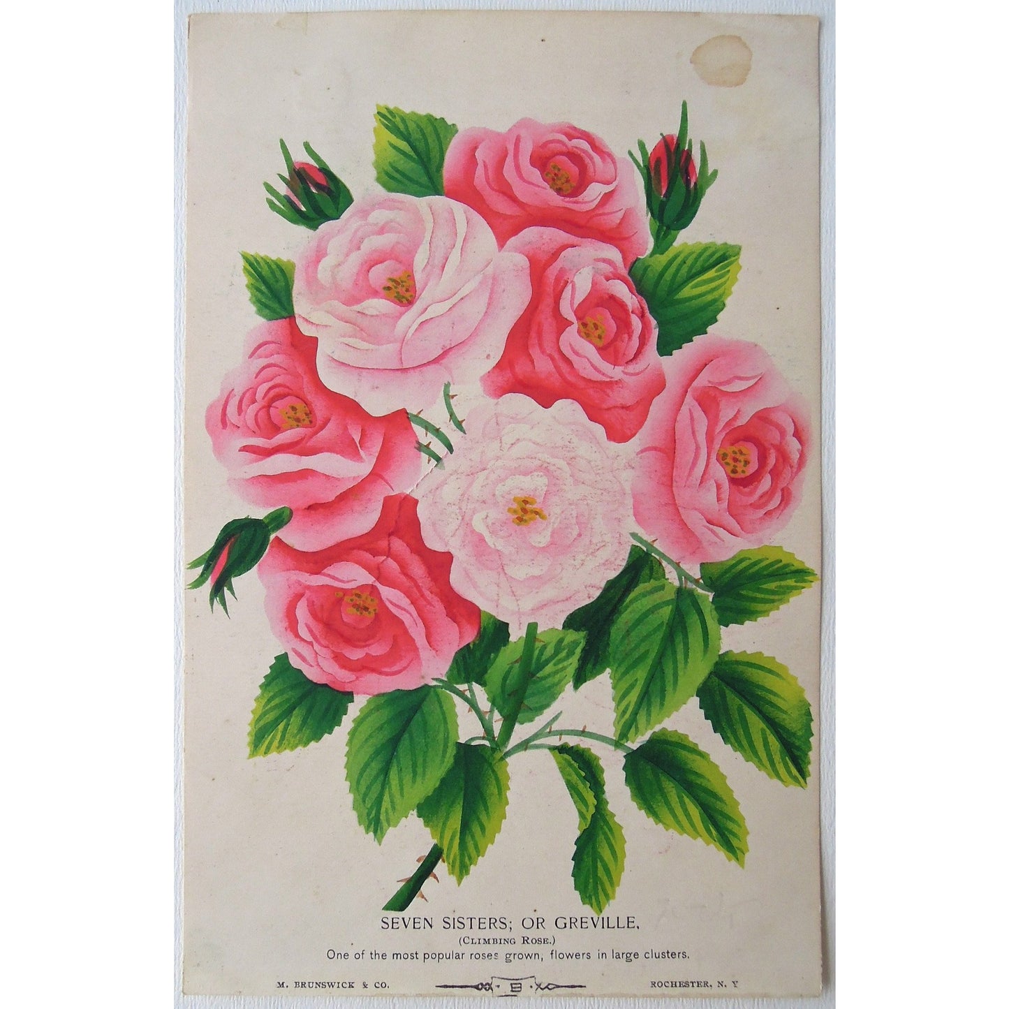 Rose, Roses, Flower, Flowers, Botanical, Botanicals, Botany, Garden, Flores, Fleur, Fleurs, Seven Sisters, Greville, Climbing Rose, bright, colourful, M. Brunswick & Co., Rochester NY, Antique Prints, Botanical Prints, Nurserymen's Sample Book,