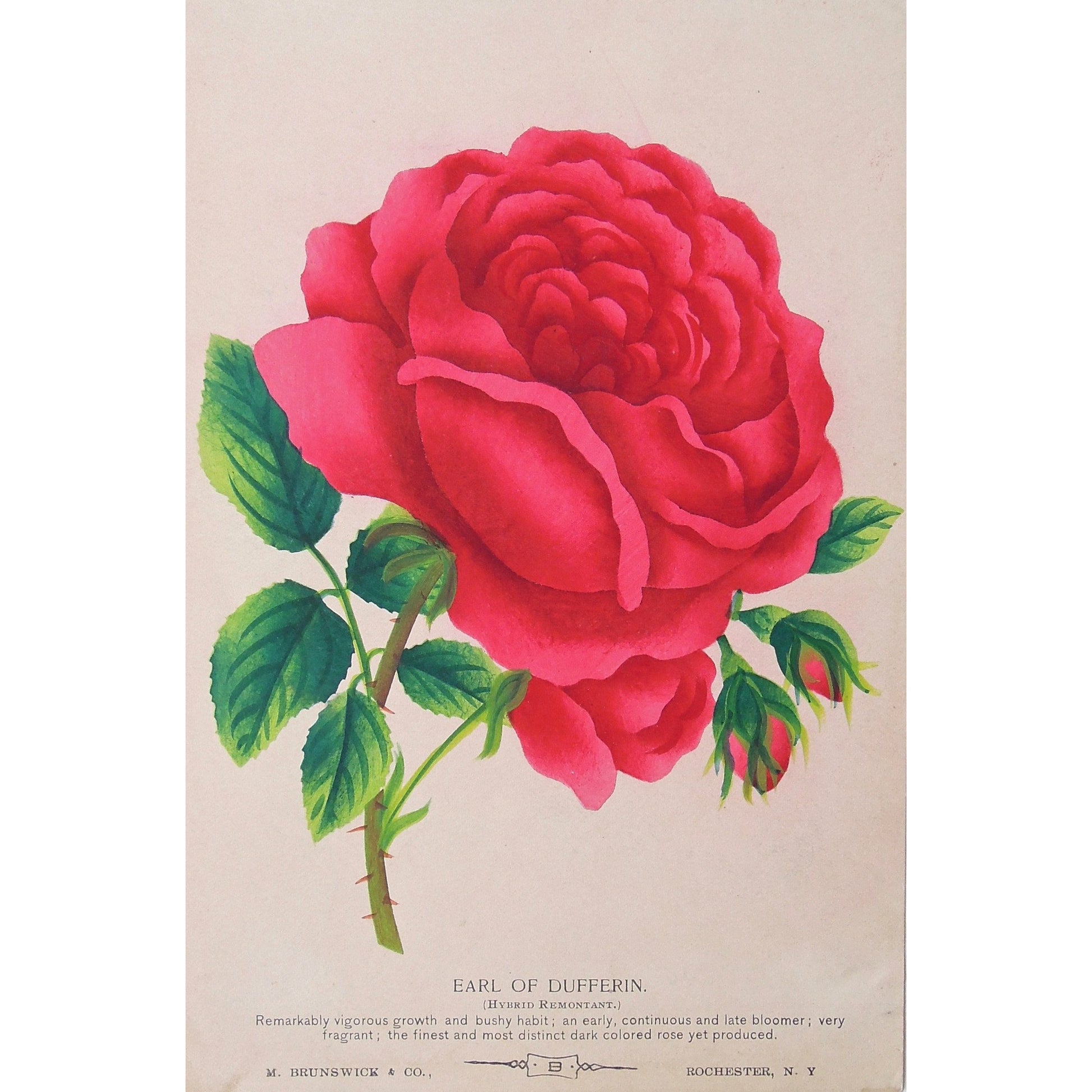 Rose, Roses, Flower, Flowers, Botanical, Botanicals, Botany, Garden, Flores, Fleur, Fleurs, Earl of Dufferin, Hybrid Remontant, bright, colourful, M. Brunswick & Co., Rochester NY, Nurserymen's Sample Book, Antique Prints, Botanical Prints,