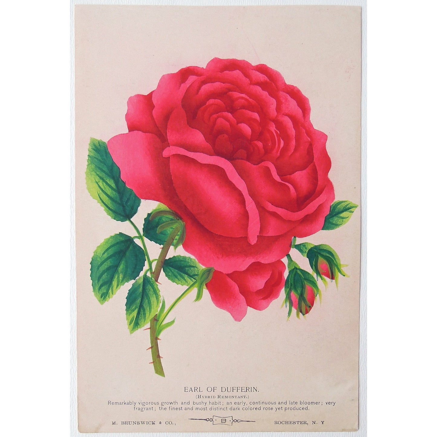 Rose, Roses, Flower, Flowers, Botanical, Botanicals, Botany, Garden, Flores, Fleur, Fleurs, Earl of Dufferin, Hybrid Remontant, bright, colourful, M. Brunswick & Co., Rochester NY, Nurserymen's Sample Book, Antique Prints, Botanical Prints,