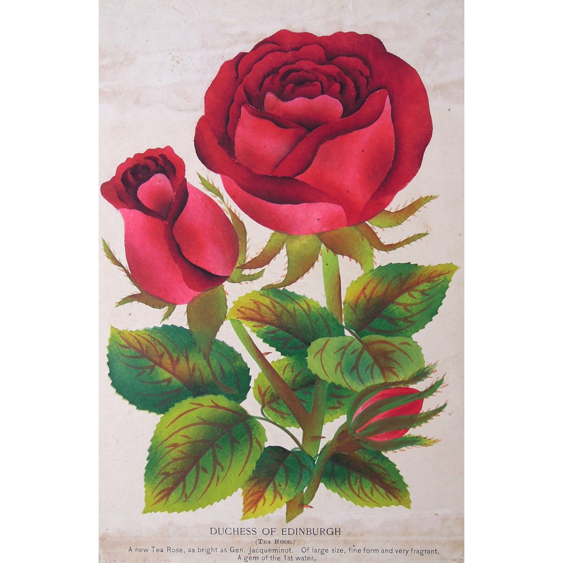 Rose, Roses, Flower, Flowers, Botanical, Botanicals, Botany, Garden, Flores, Fleur, Fleurs, Duchess of Edinburgh, Duchess, Edinburgh, Tea Rose, bright, colourful, M. Brunswick & Co., Nurserymen's Sample Book, Rochester, NY, Antique Prints, Botanical Prints, Engravings