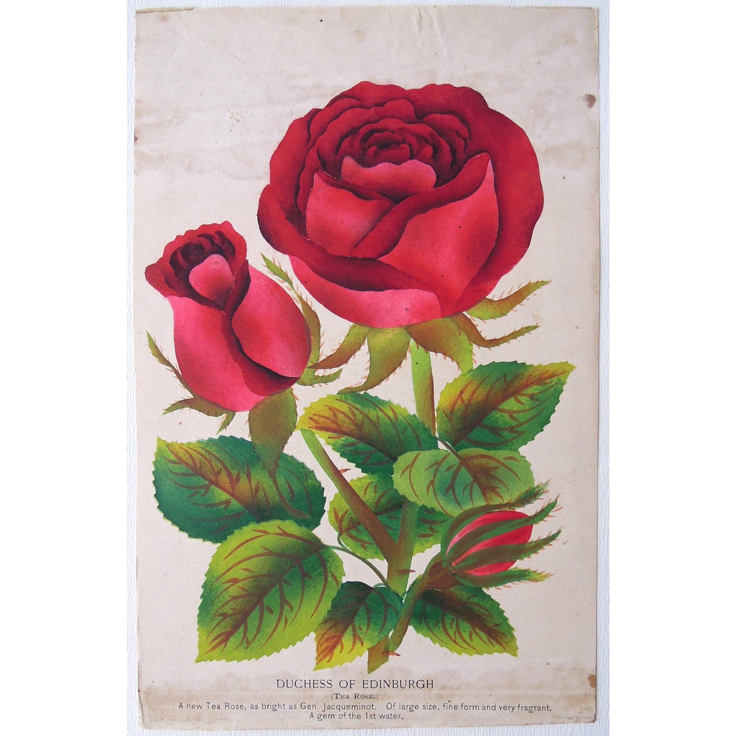 Rose, Roses, Flower, Flowers, Botanical, Botanicals, Botany, Garden, Flores, Fleur, Fleurs, Duchess of Edinburgh, Duchess, Edinburgh, Tea Rose, bright, colourful, M. Brunswick & Co., Nurserymen's Sample Book, Rochester, NY, Antique Prints, Botanical Prints, Engravings