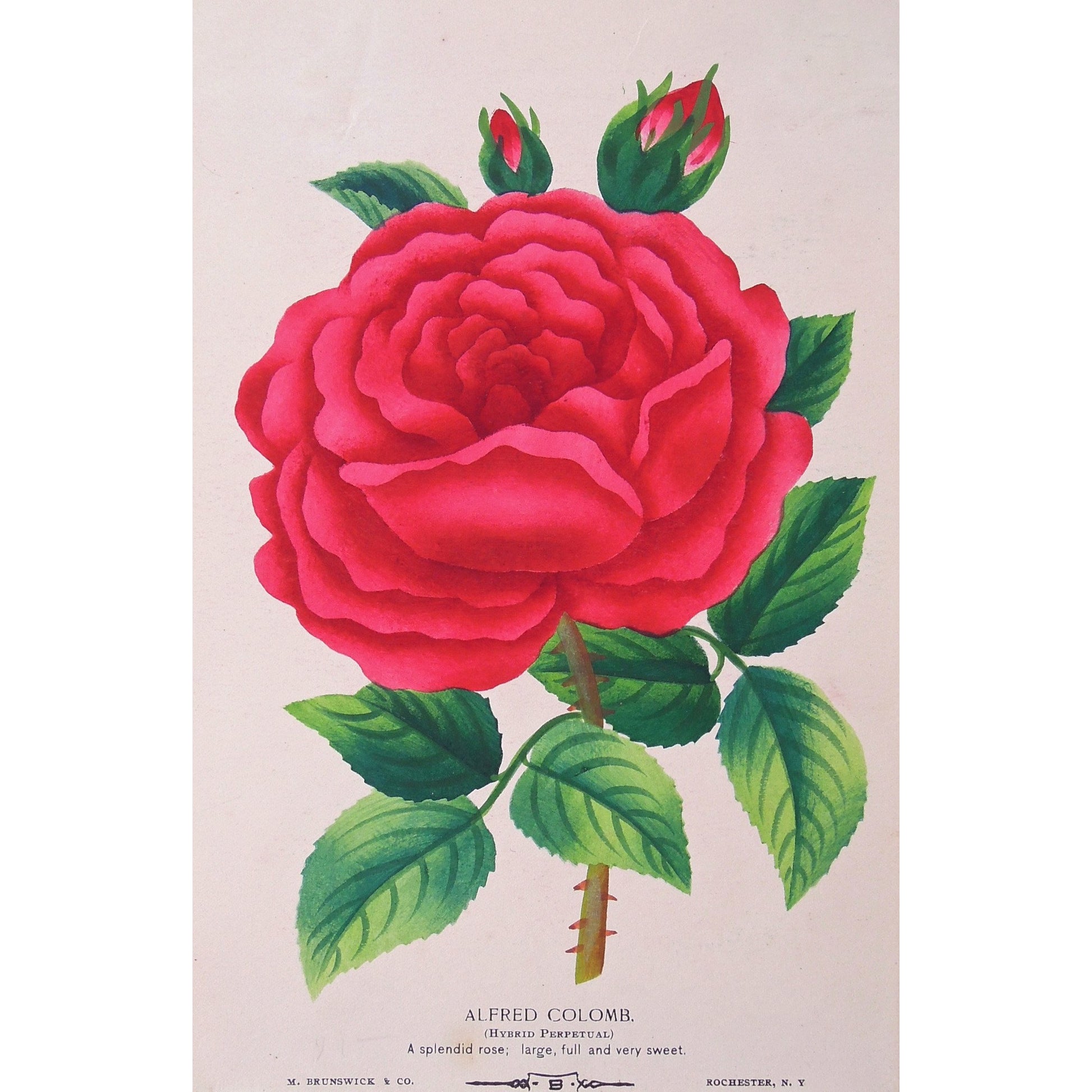 Rose, Roses, Flower, Flowers, Botanical, Botanicals, Botany, Garden, Flores, Fleur, Fleurs, Alfred Colombo, Hybrid Perpetual, bright, colourful, Nurserymen's Sample Book, Rochester NY, M. Brunswick & Co., Antique Prints, Botanical Prints,