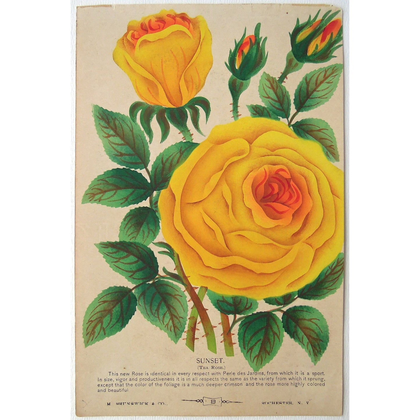 Botanical, Botanicals, Botany, bright, colourful, Fleur, Fleurs, Flores, Flower, Flowers, Garden, Rose, Roses, Sunset, Tea Rose, M. Brunswick & Co., Rochester NY, Nurserymen's Sample Book, Antique Prints, Botanical Prints, 