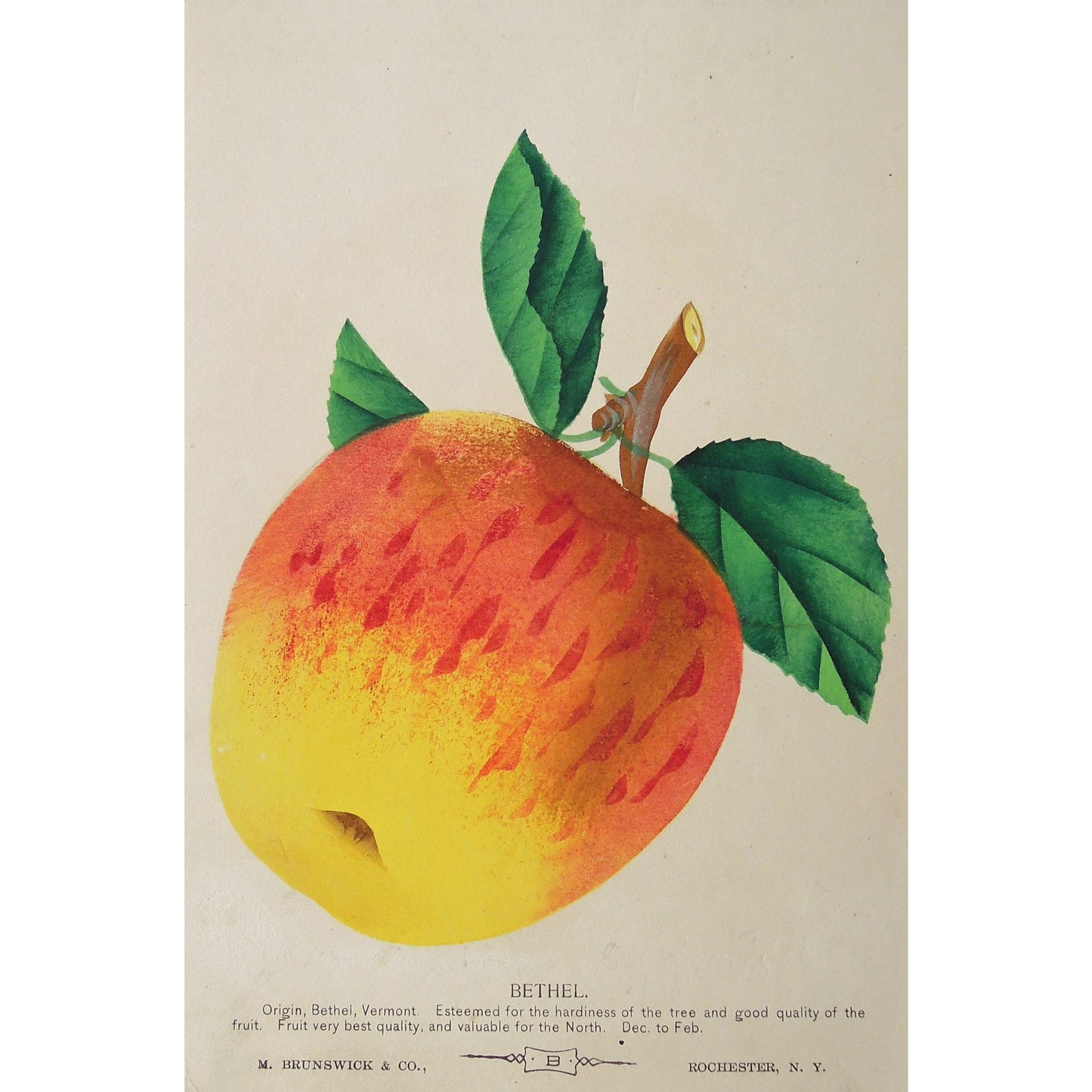 Fruit, Fruits, Apple, Apples, Tree fruit, Flower, Flowers, Botanical, Botanicals, Botany, Garden, Flores, Fleur, Fleurs, Bethel, bright, colourful, Nurserymen's Sample Book, Botanical Prints, M. Brunswick & Co., Rochester N.Y., Antique Prints, Fruit Prints,