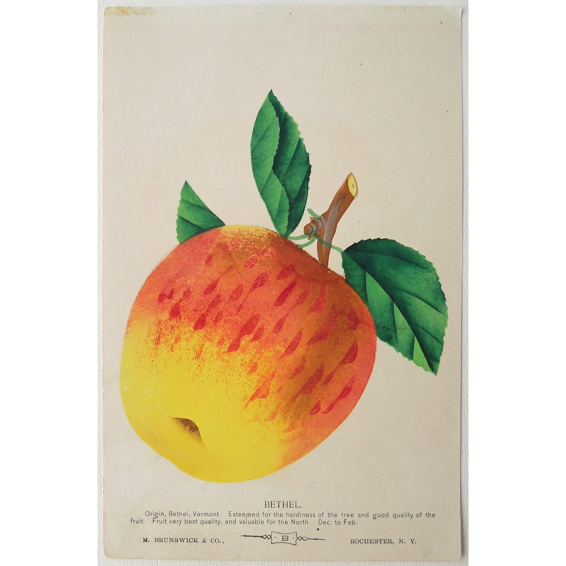 Fruit, Fruits, Apple, Apples, Tree fruit, Flower, Flowers, Botanical, Botanicals, Botany, Garden, Flores, Fleur, Fleurs, Bethel, bright, colourful, Nurserymen's Sample Book, Botanical Prints, M. Brunswick & Co., Rochester N.Y., Antique Prints, Fruit Prints,